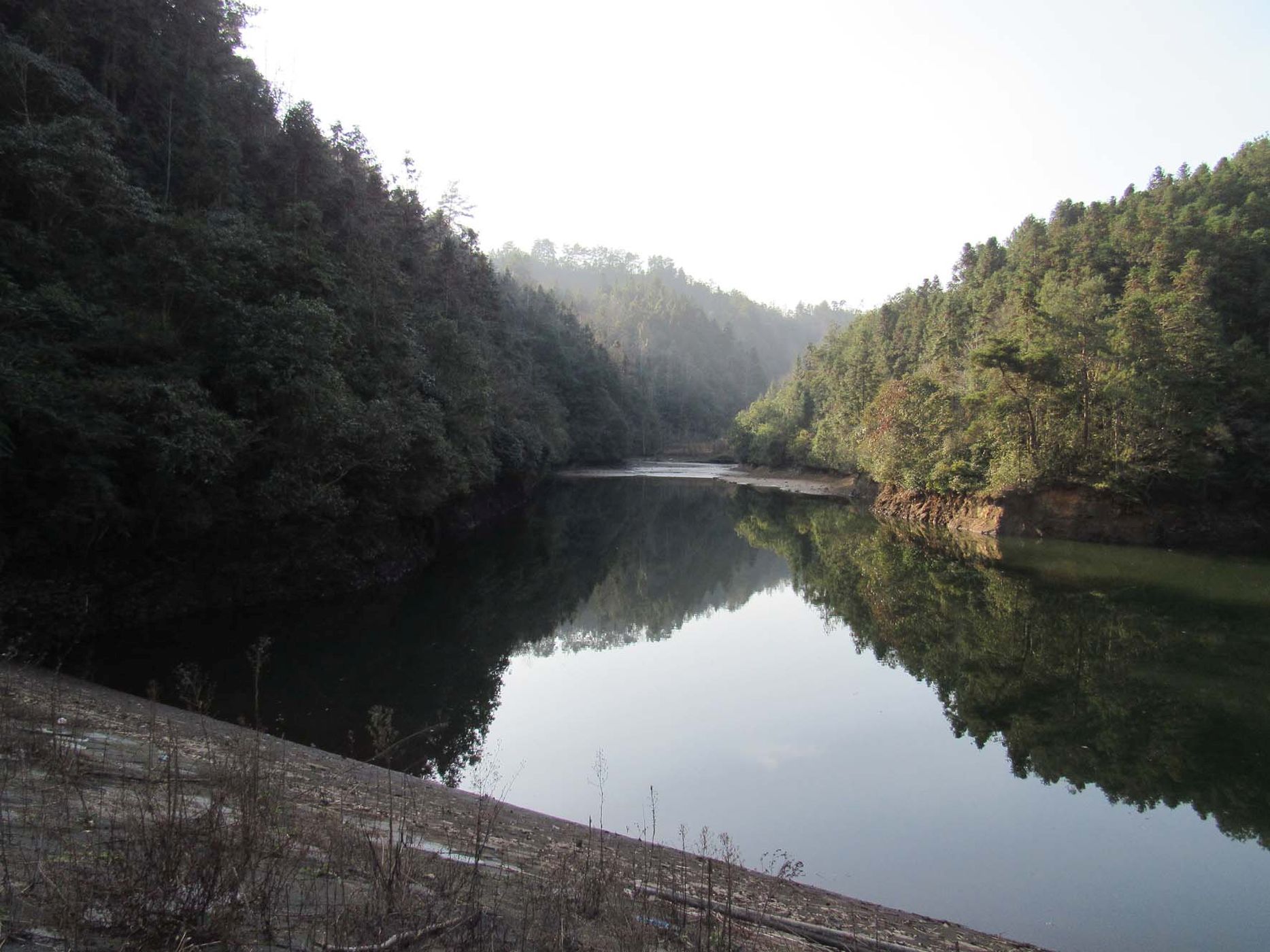 择树降水库