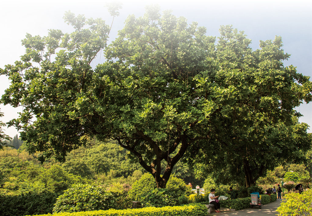 吊瓜树植做园景树