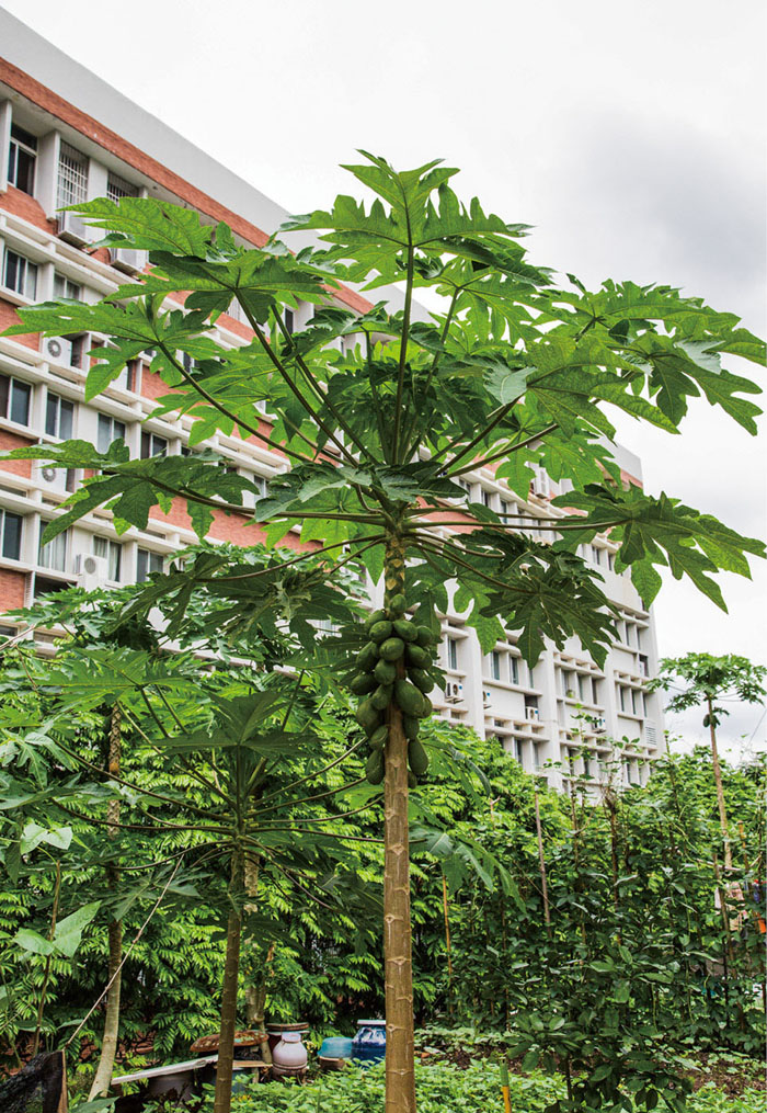 番木瓜植于庭院中