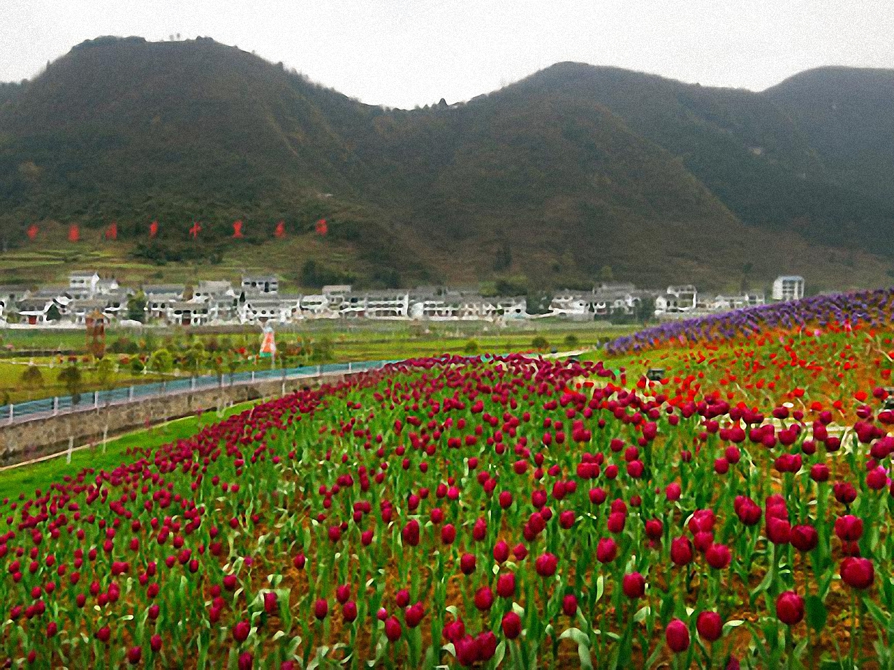 诗乡花海风景区