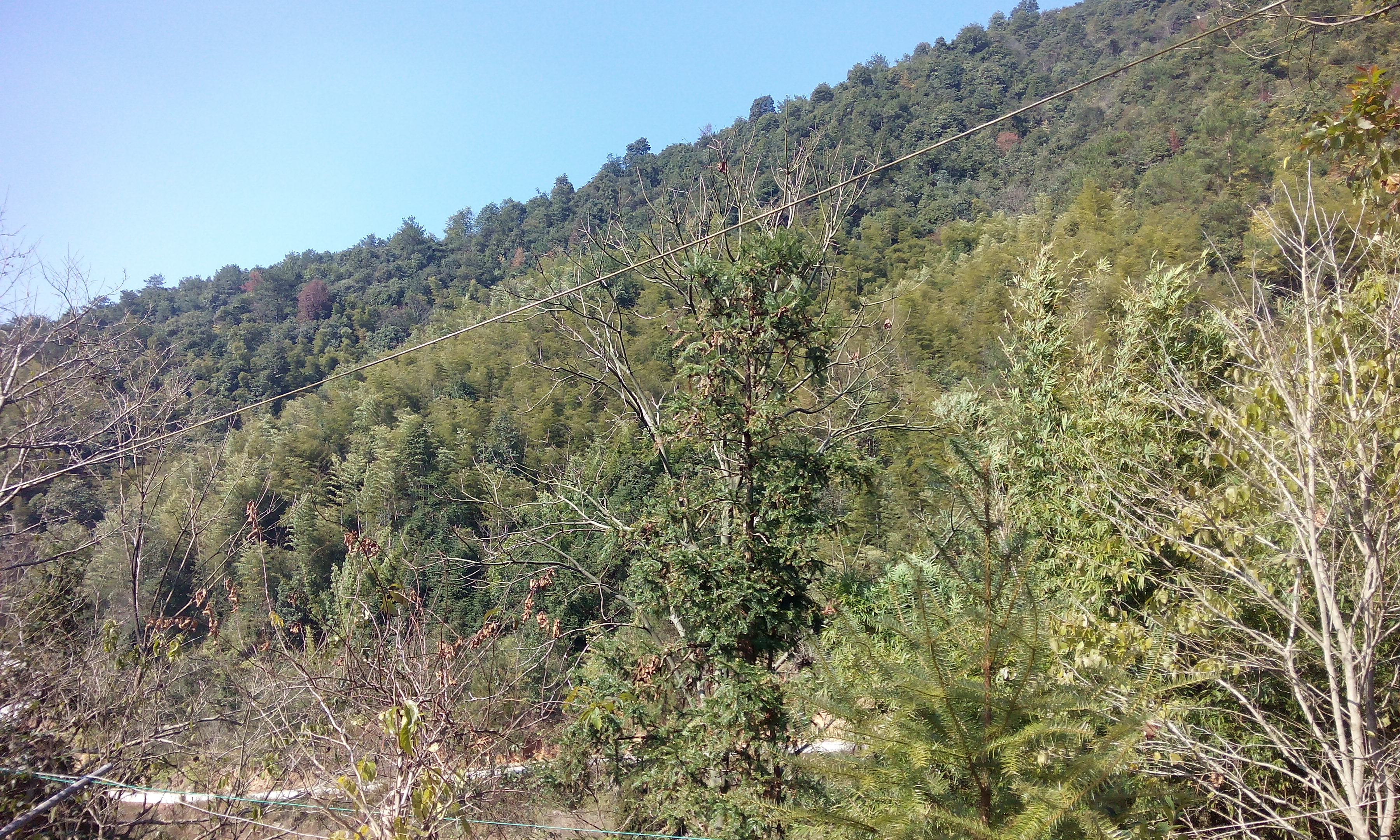 田岗生态林保护区