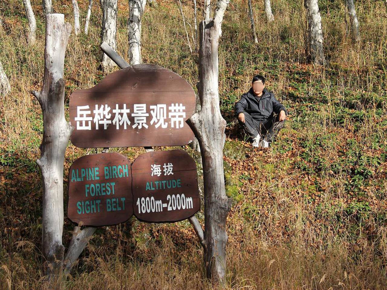 岳桦林景观带