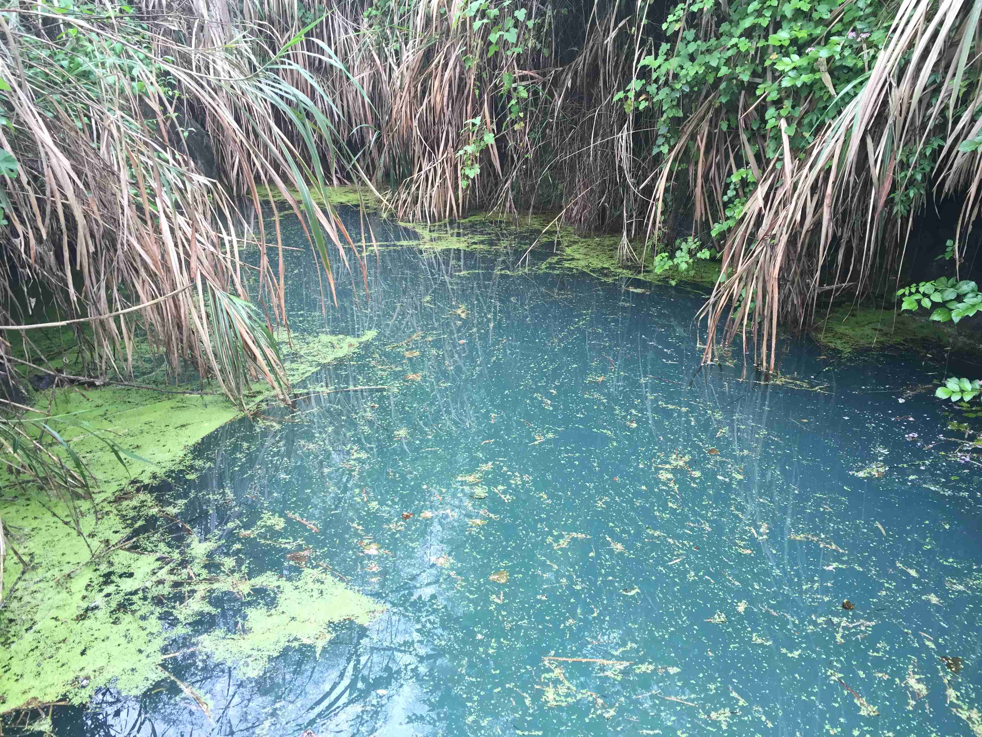 花龙泉