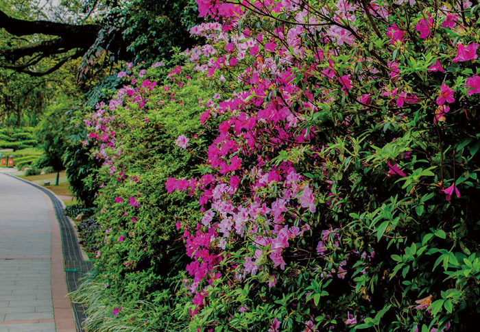 锦绣杜鹃植做花灌木