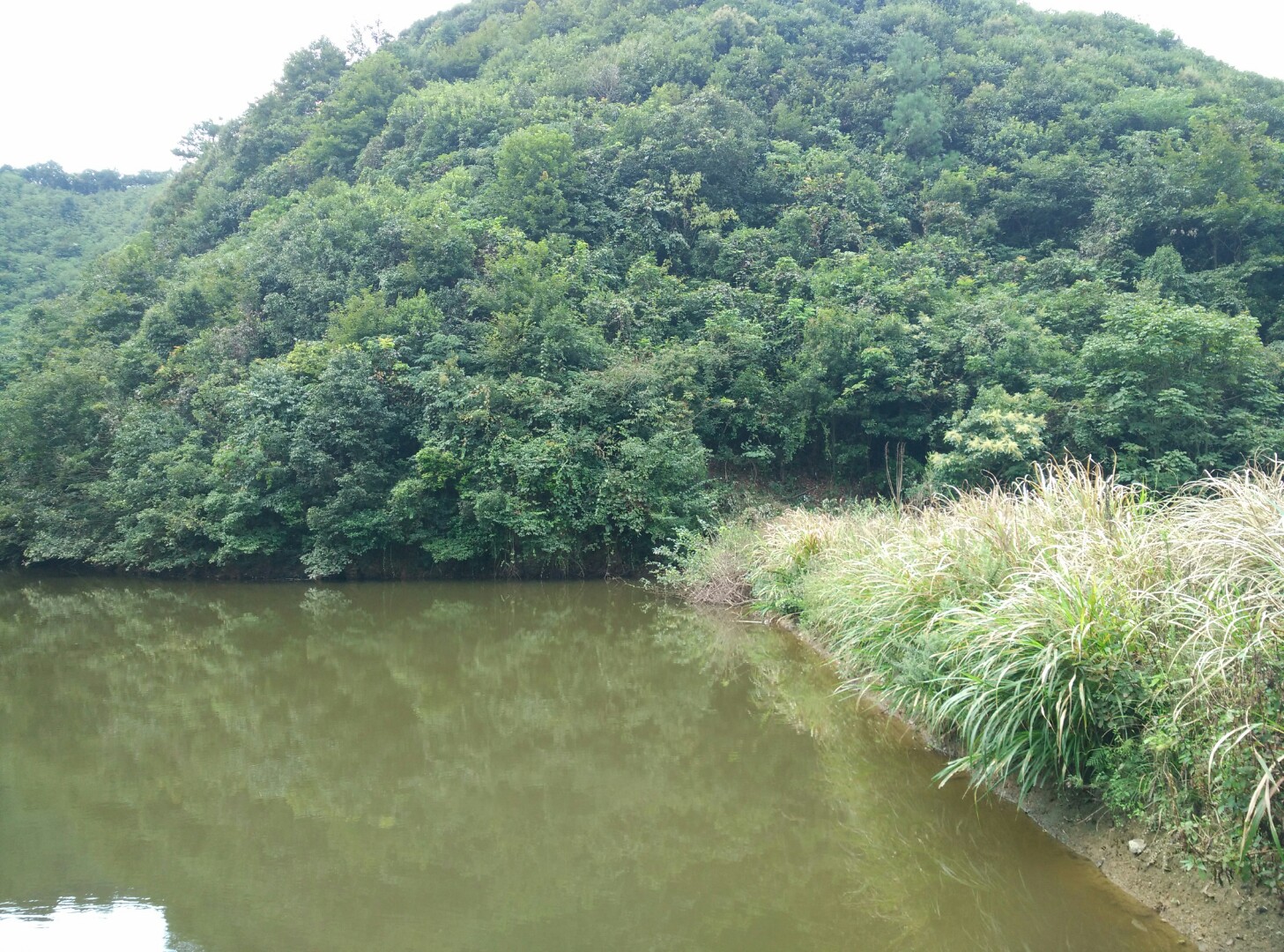 鸡头岭脚山塘