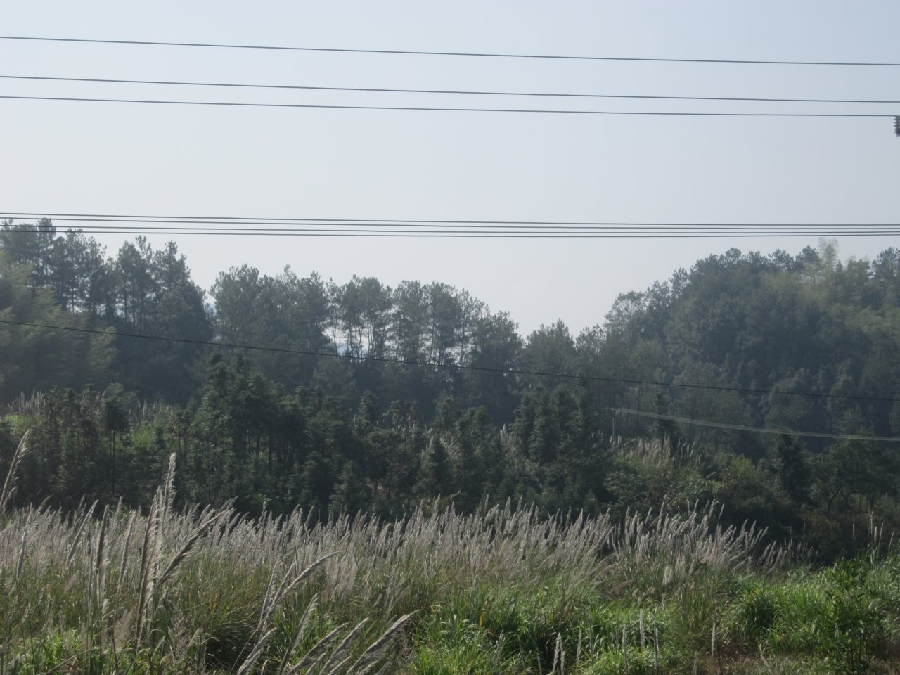 官登山生态林