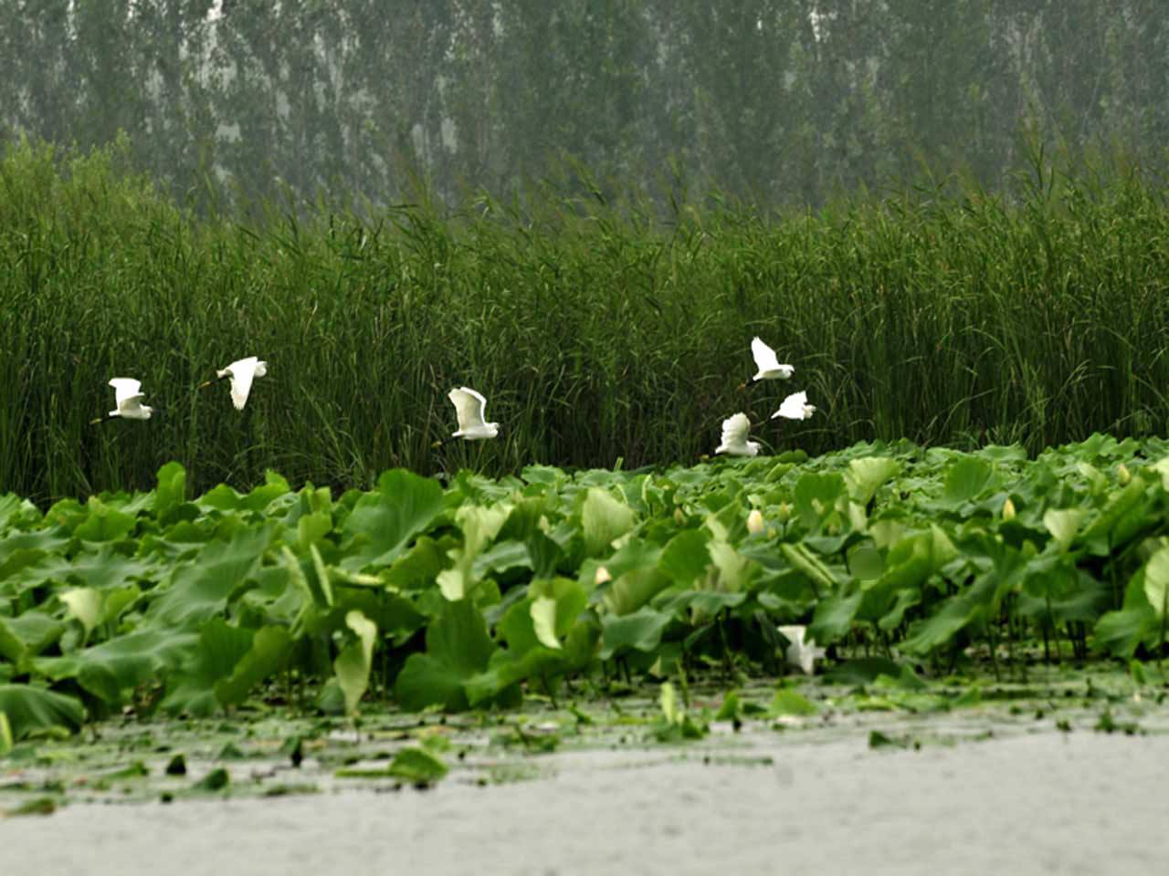 黄河故道湿地风景区