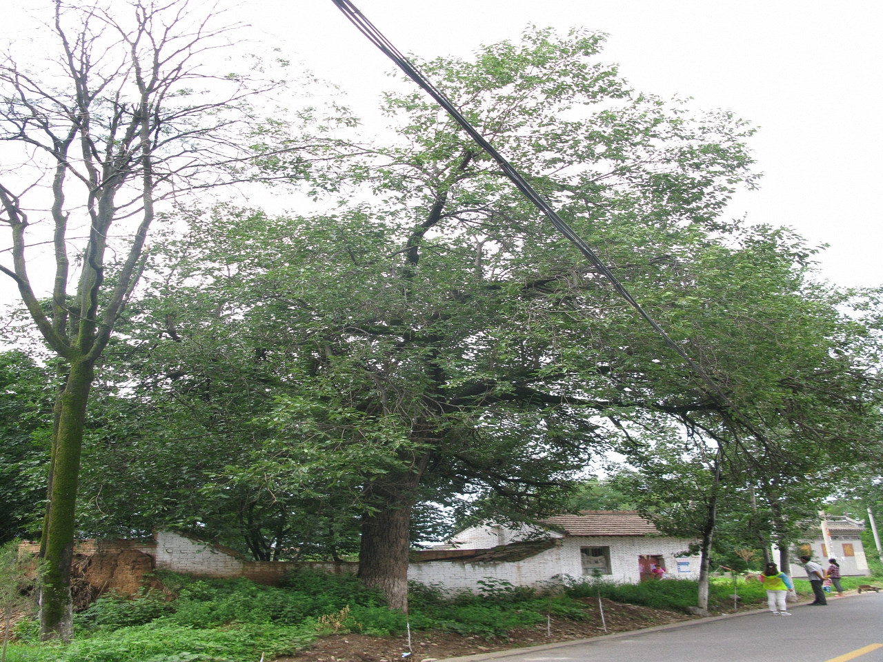 箭括岭桑树