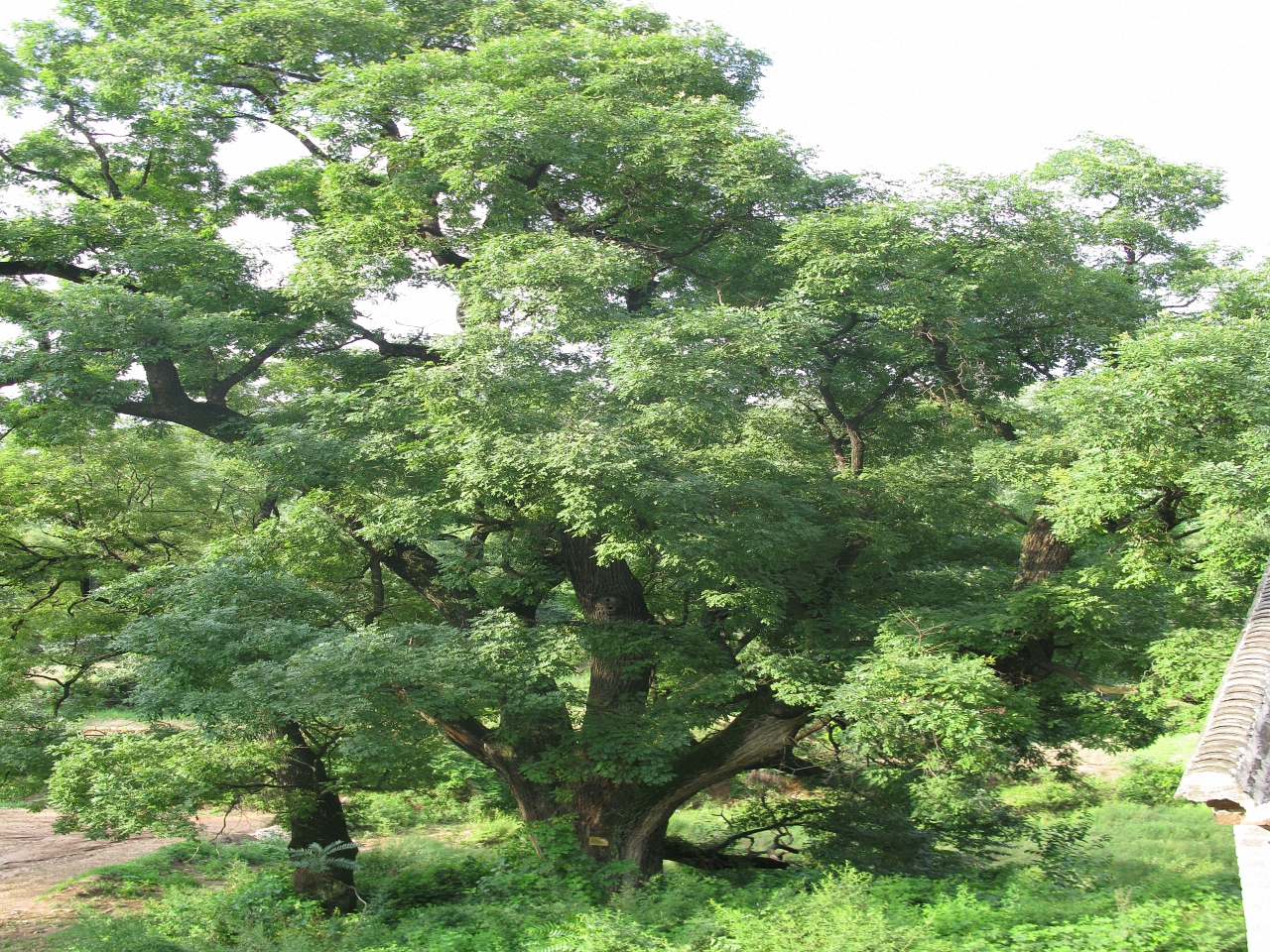 崛山村槐树