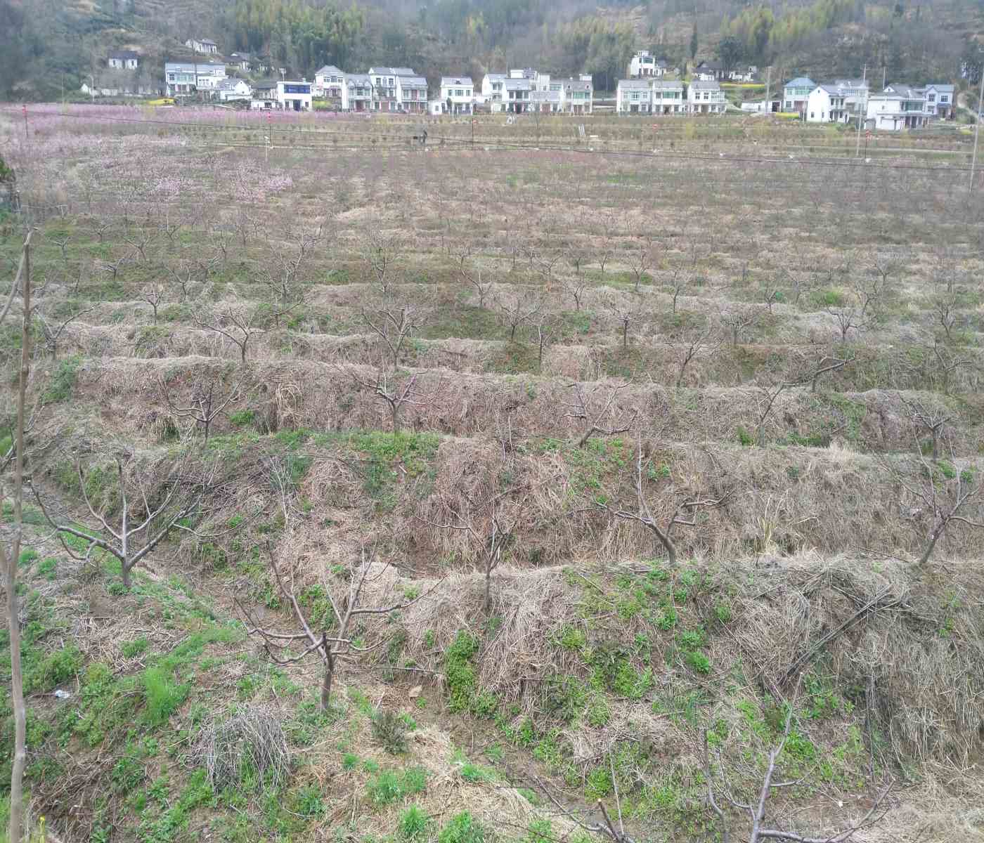 德馨庄景区