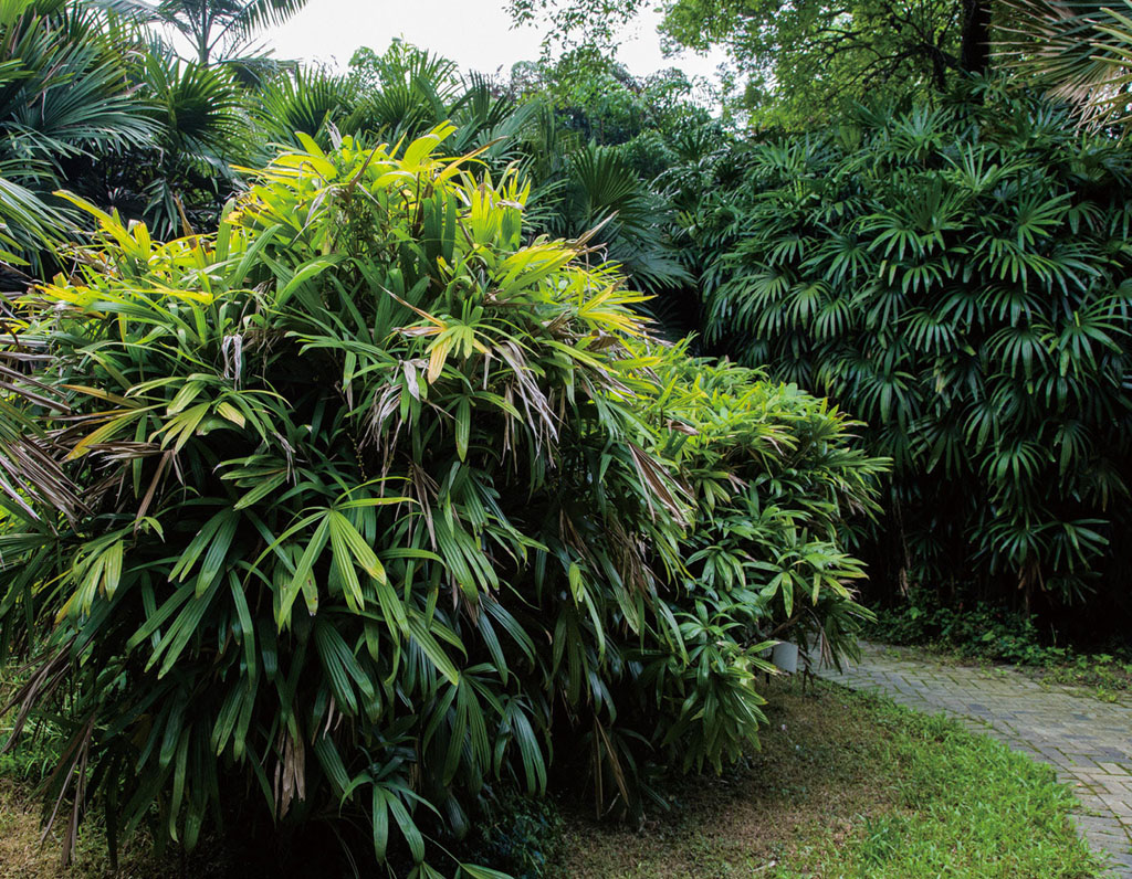 矮琼棕植于小径旁