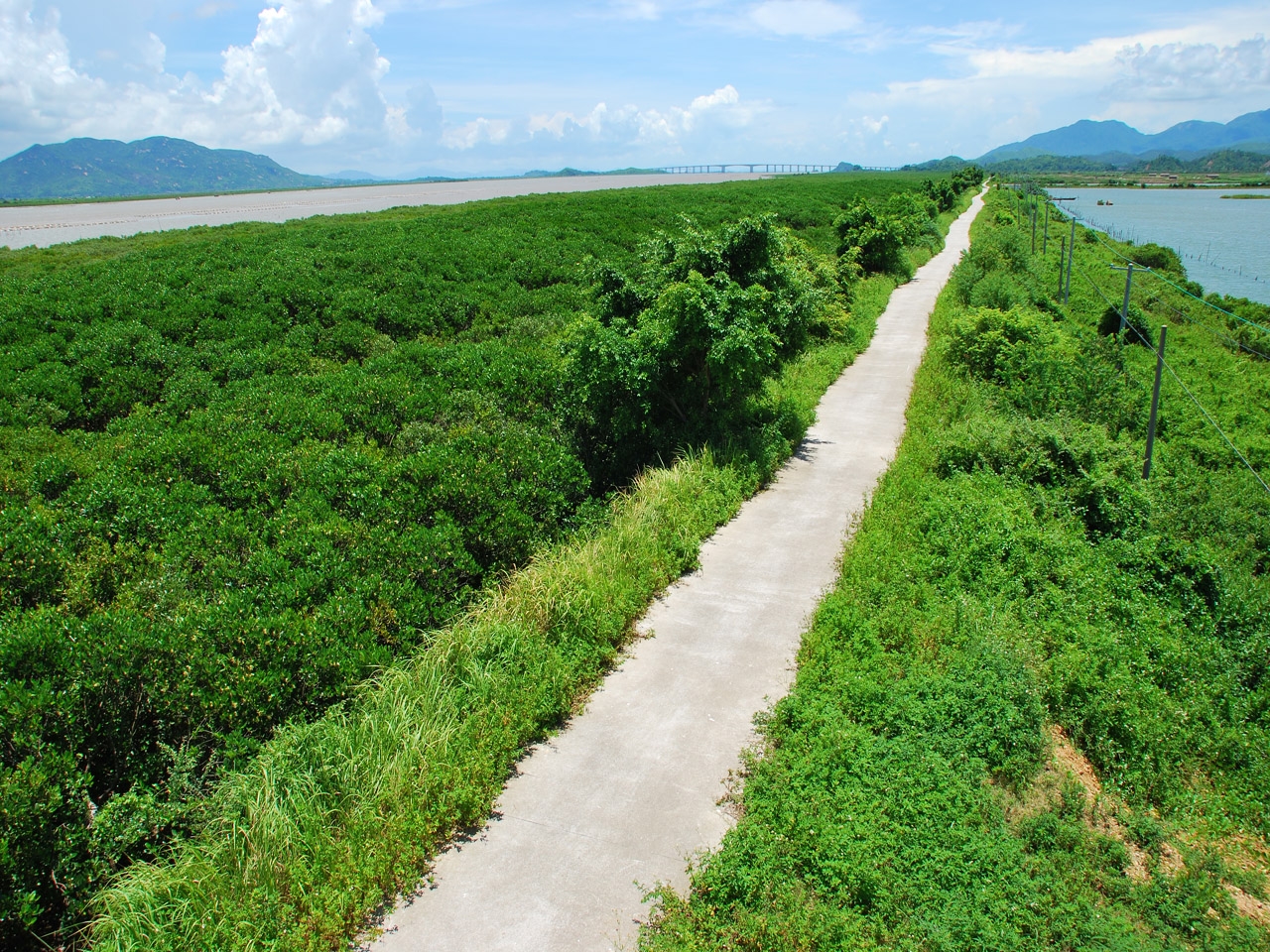 镇海湾红树林自然保护区