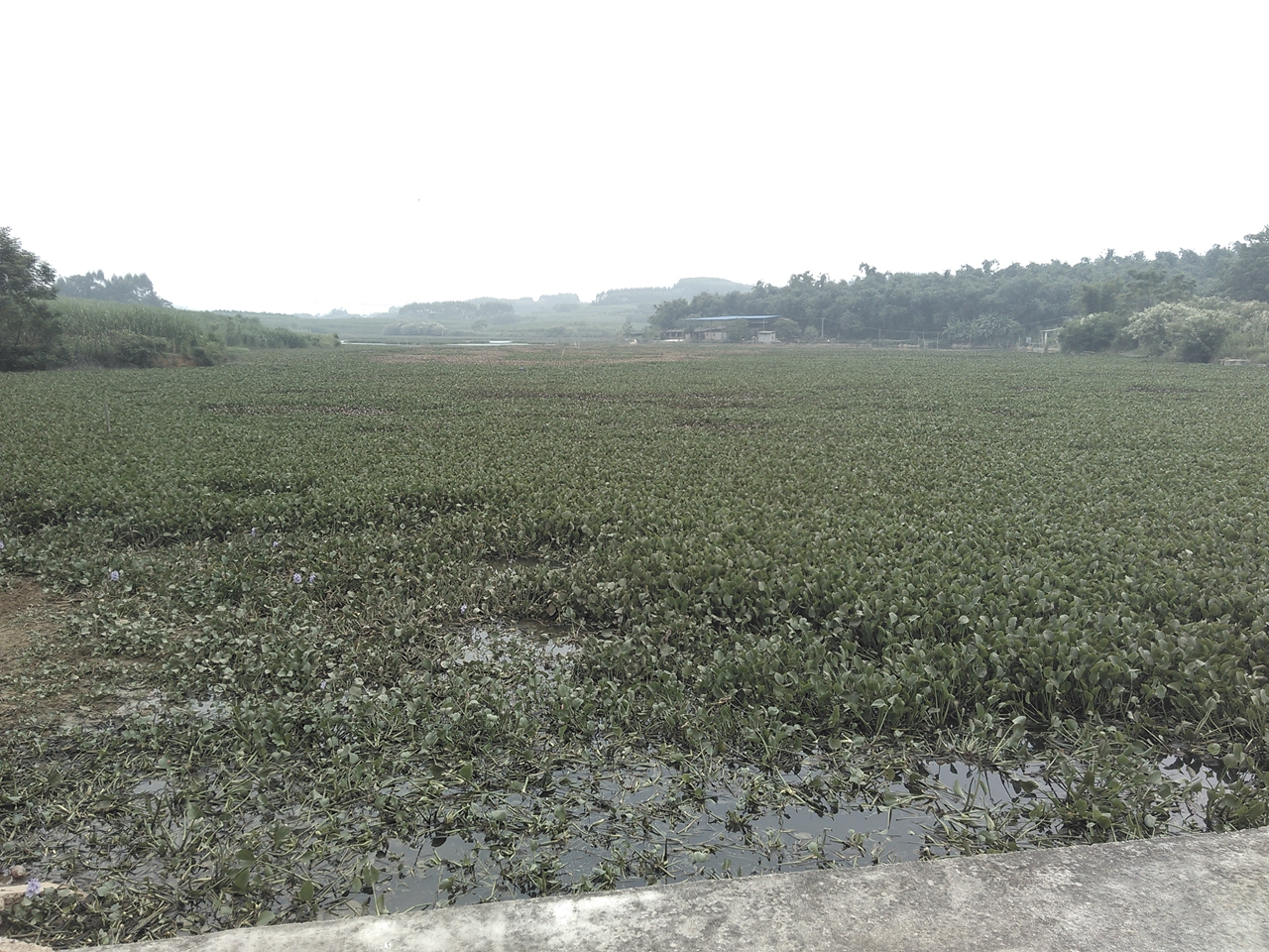 白石水库