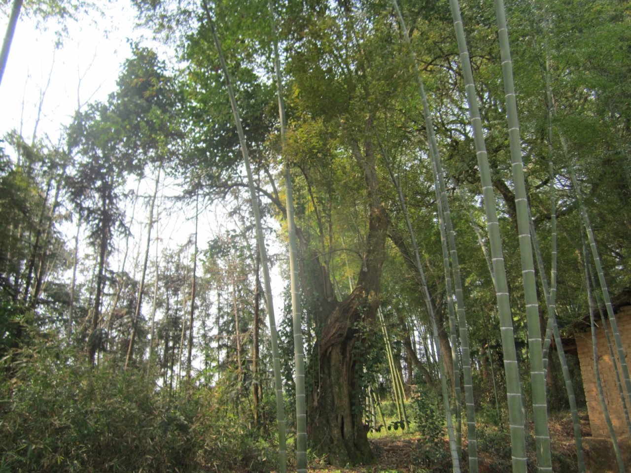 成麦地女贞树