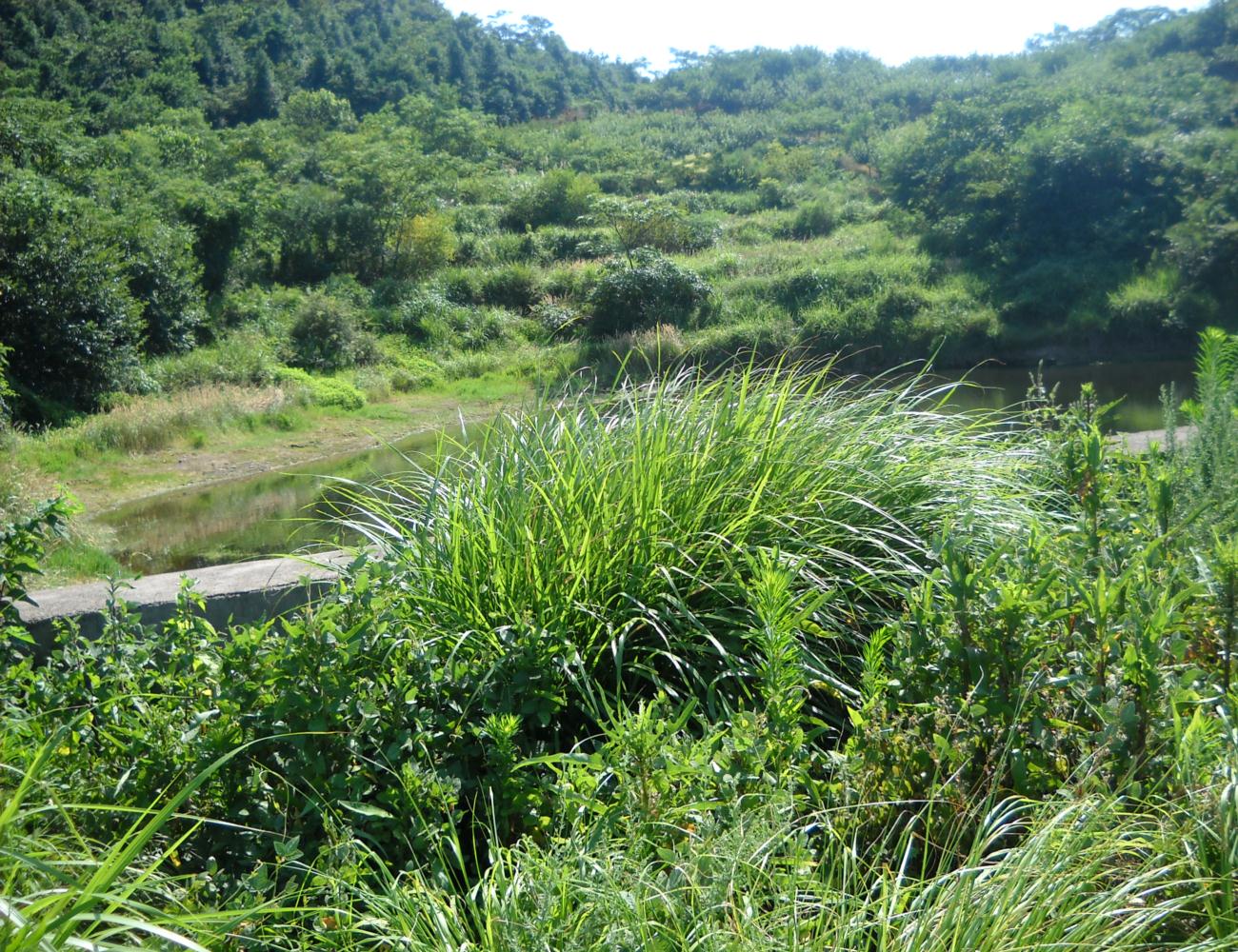 大岗头水库