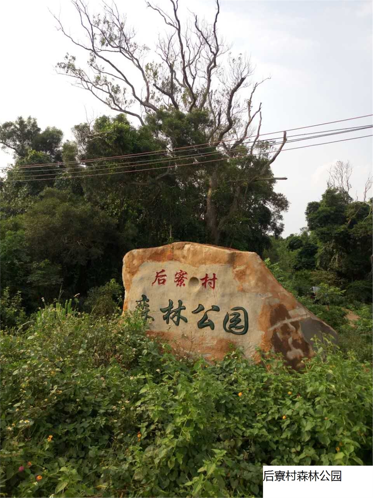 后寮村森林公园