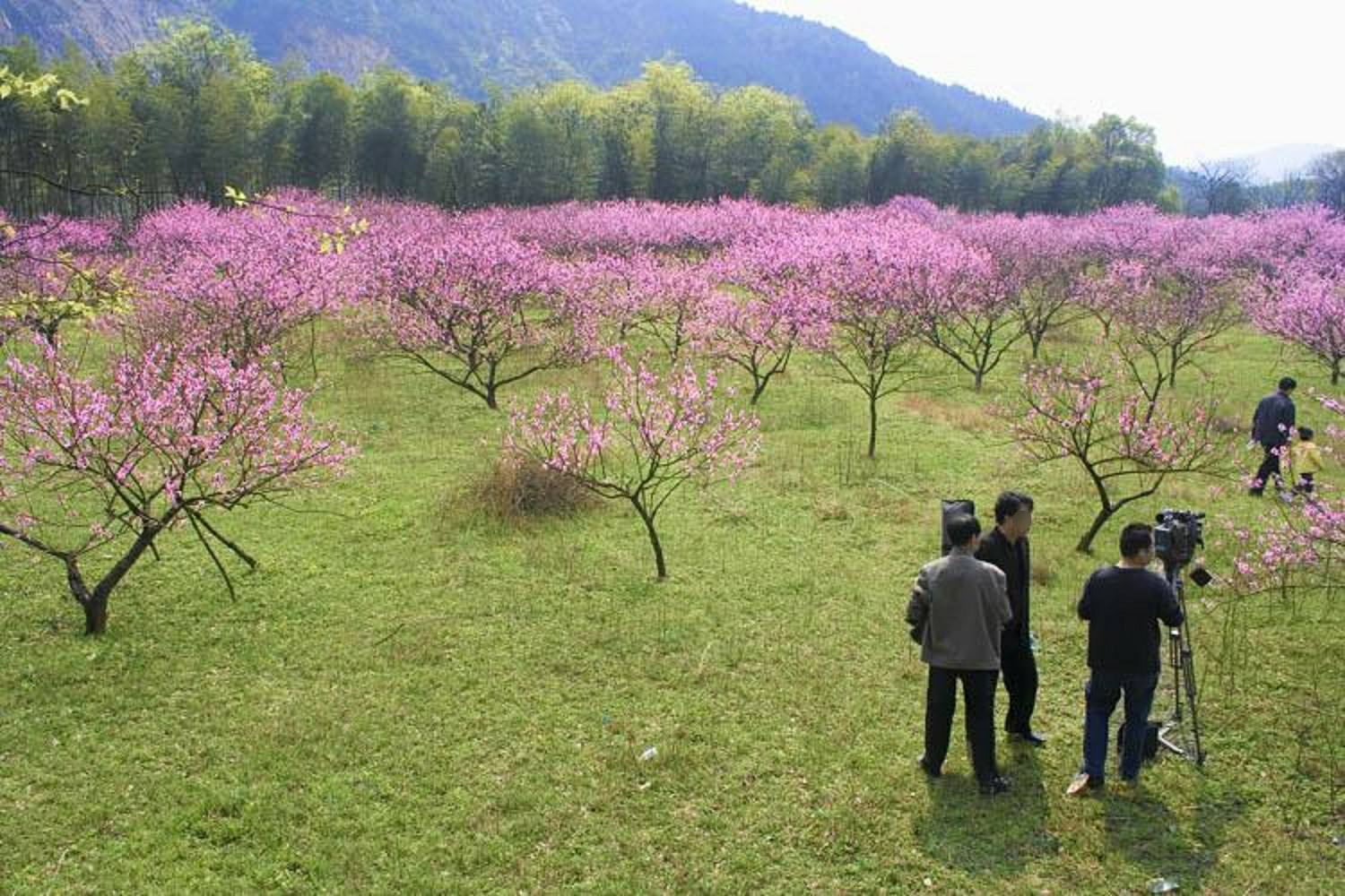 桃花岛