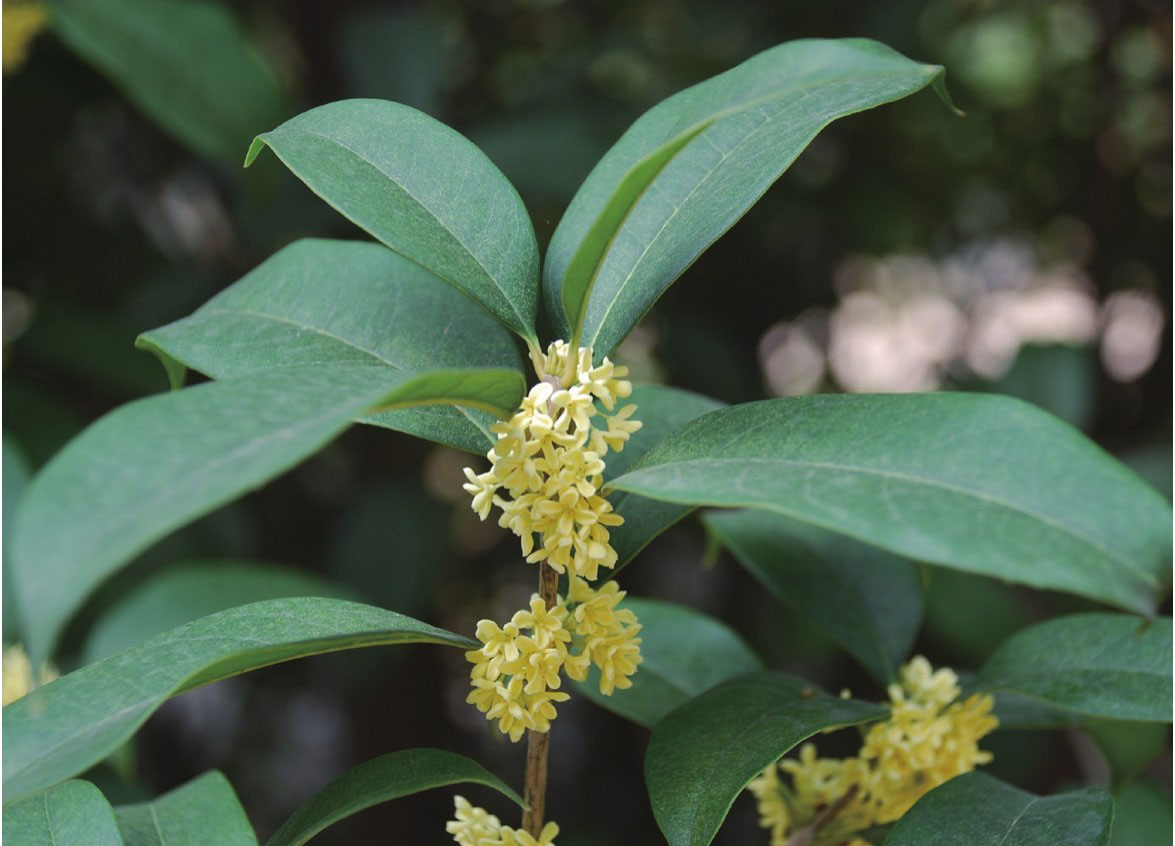 桂花怎么养？桂花的基础知识和栽培技巧