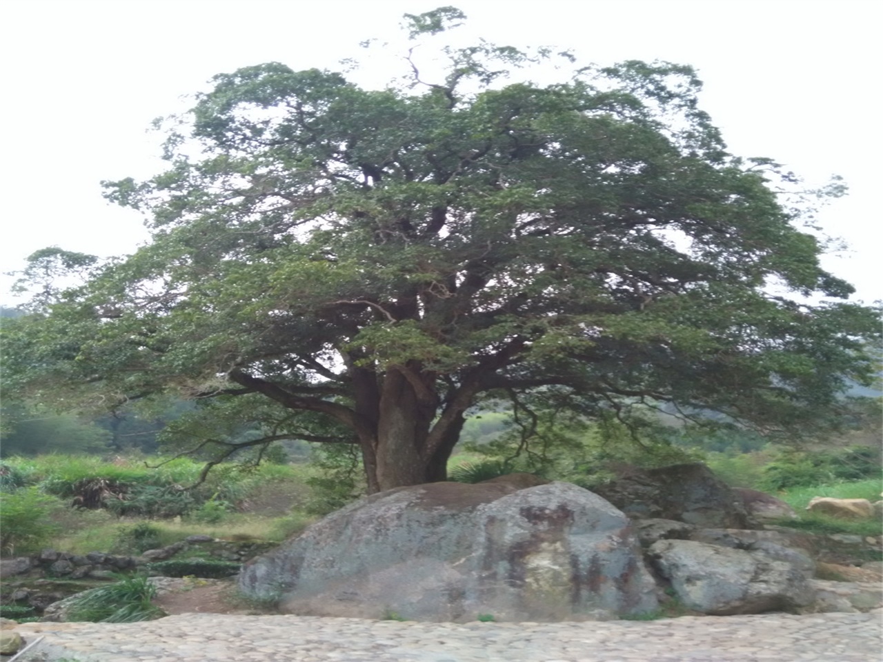 瑶坑千年桂花树园