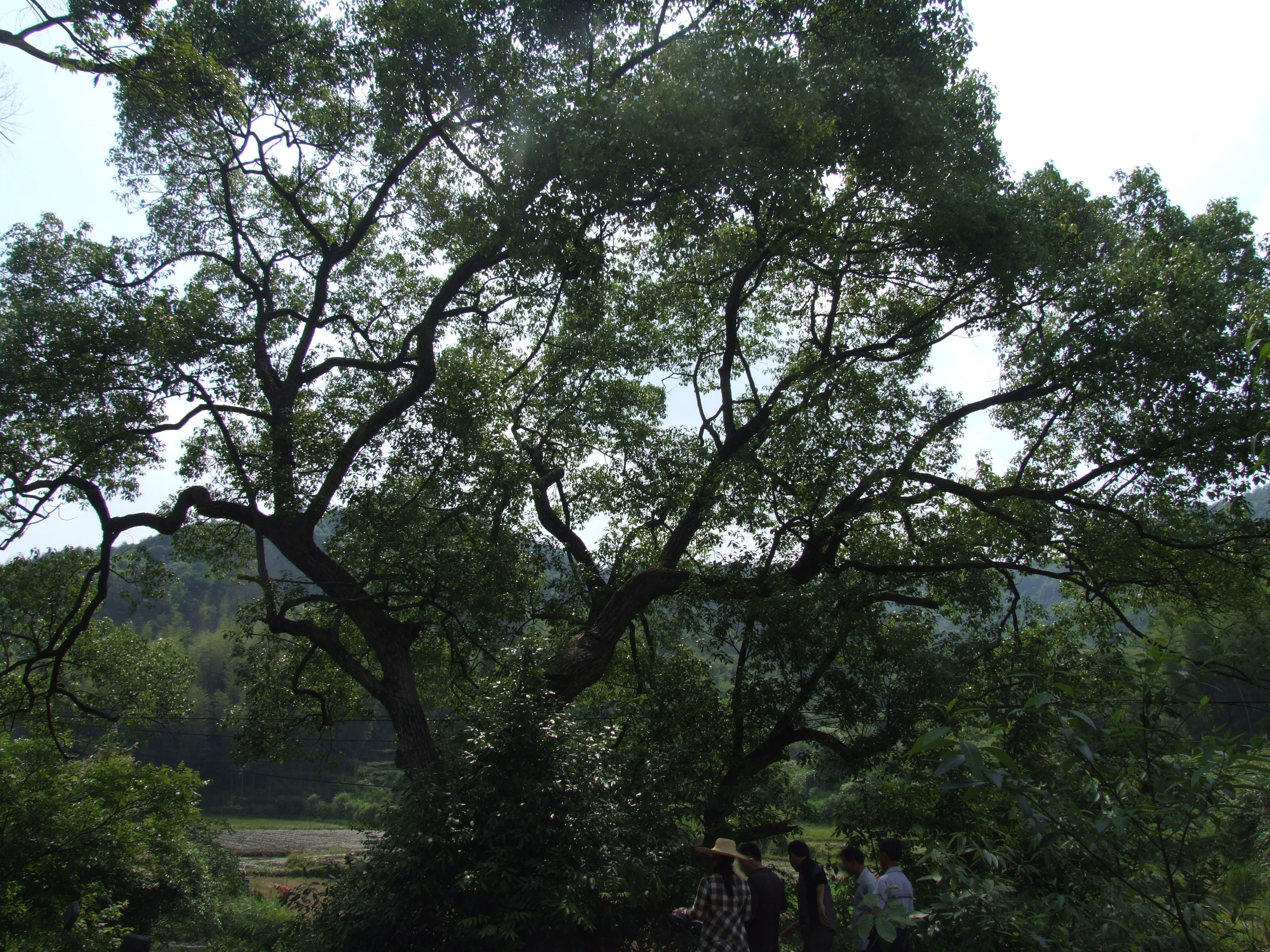 何家石头山自然保护小区