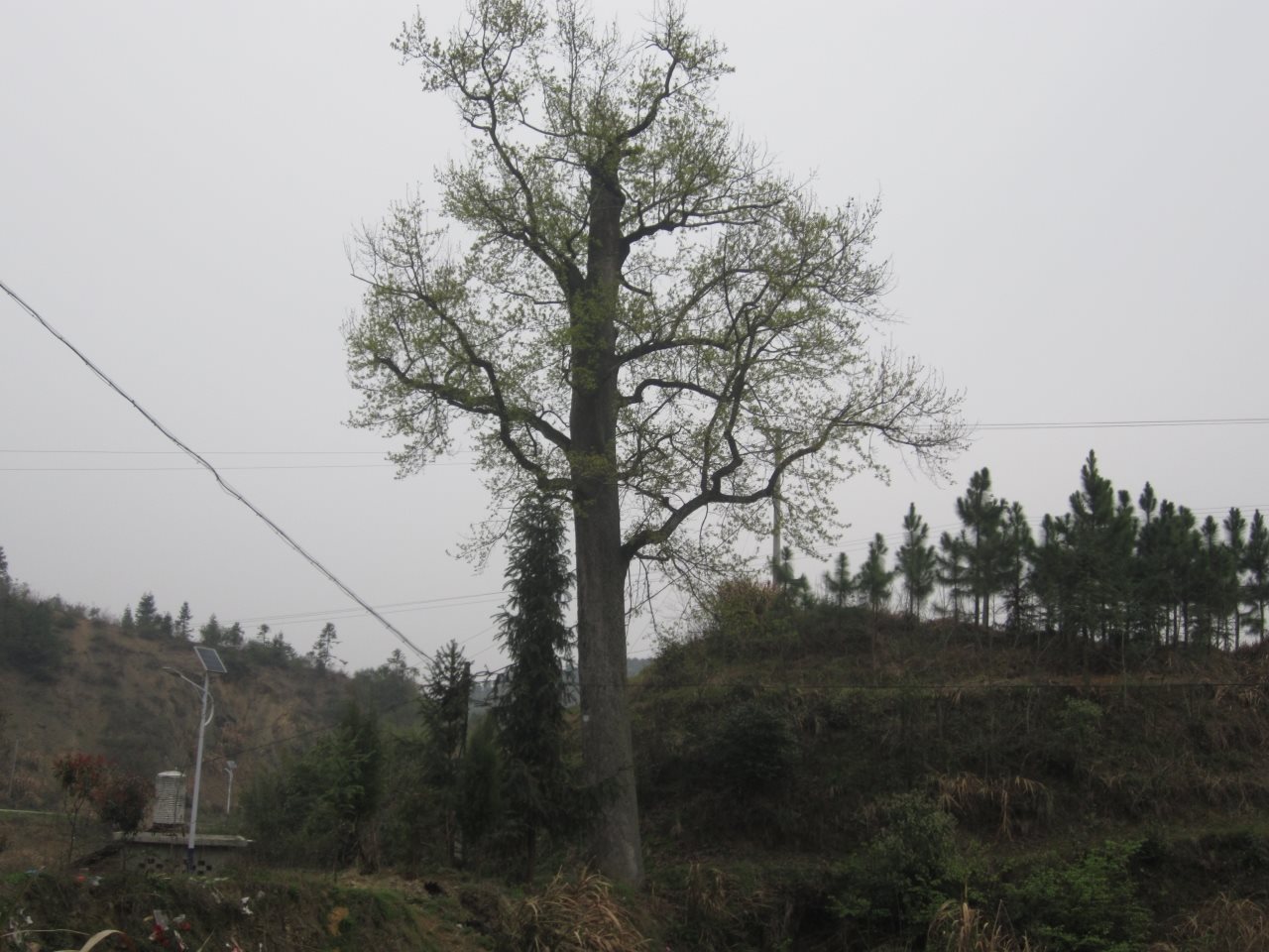 下鲁枫香古树