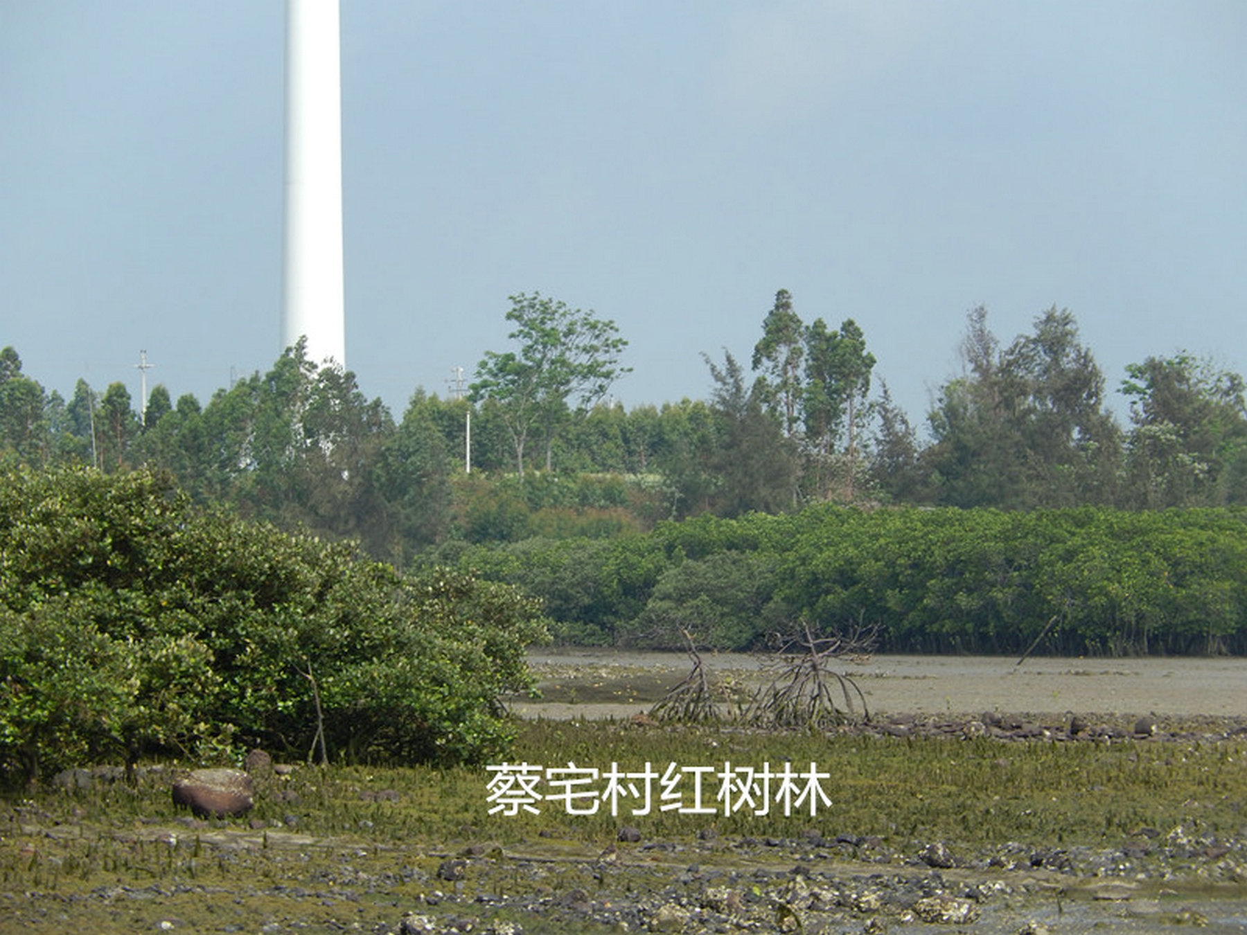 蔡宅村红树林