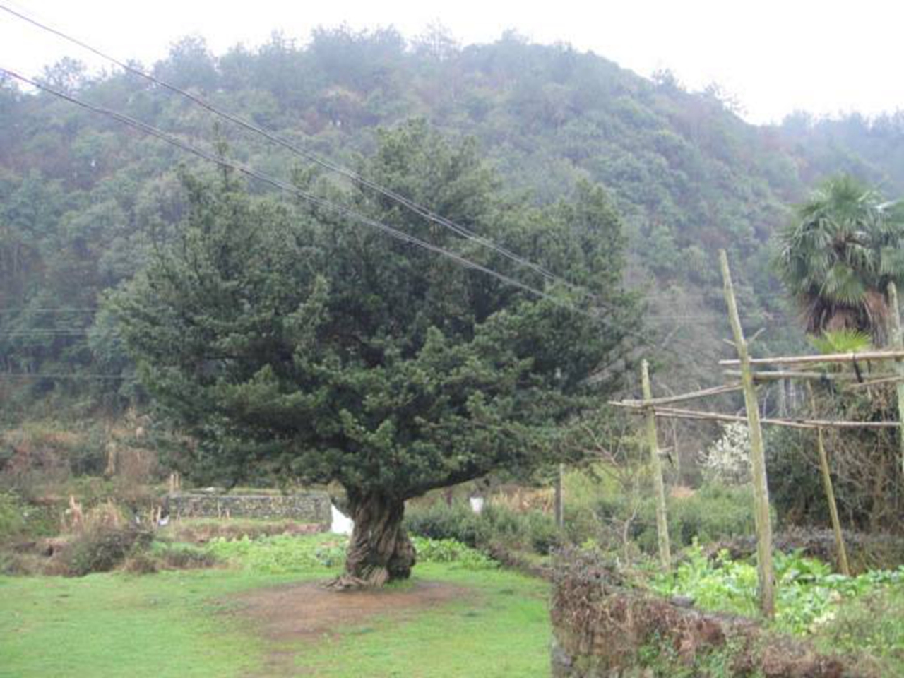 利屋罗汉松