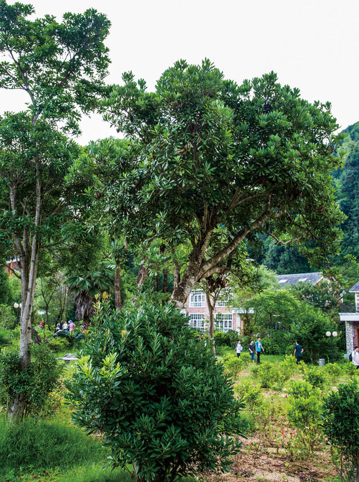 杨梅植做园景树