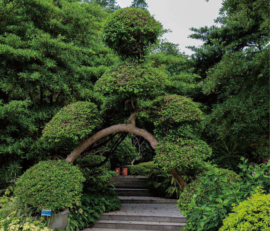 勒杜鹃植做造型（二）