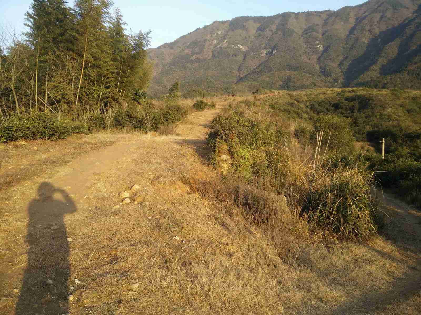 野生樱花基地