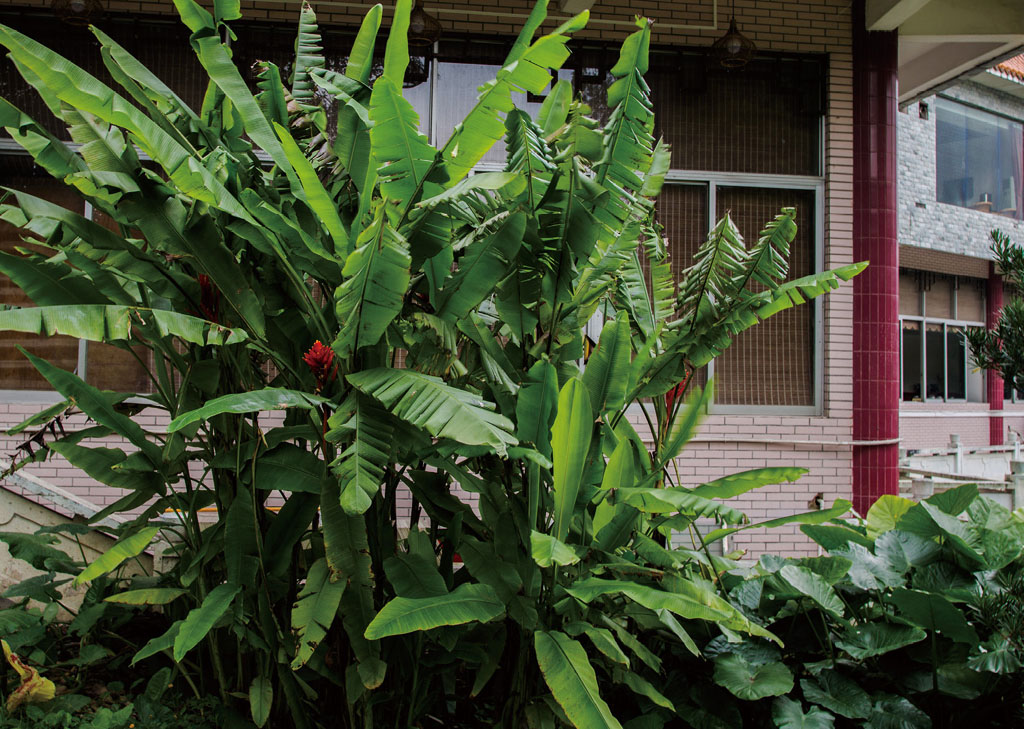 红蕉植于庭院