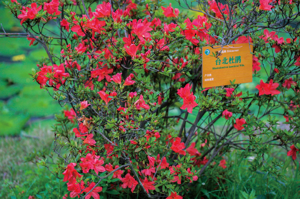 台北杜鹃植做花灌木