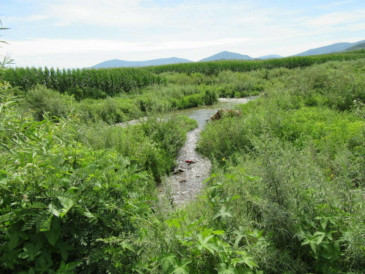 柳树河河口