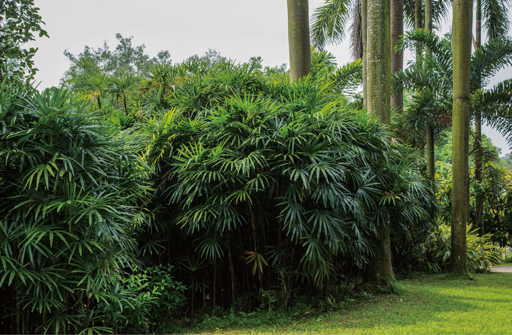 棕竹植于草地中