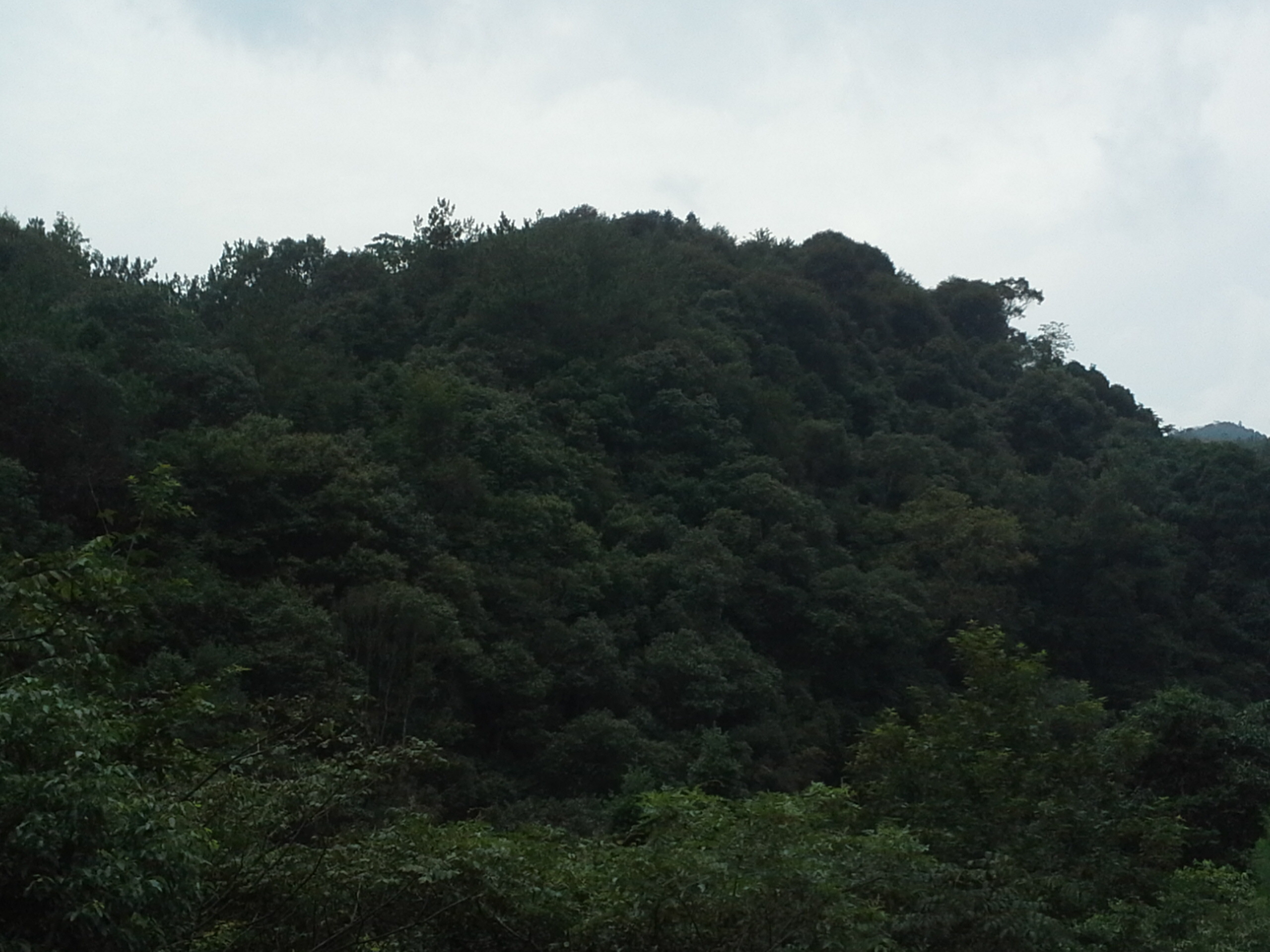 峤岭县级自然保护区