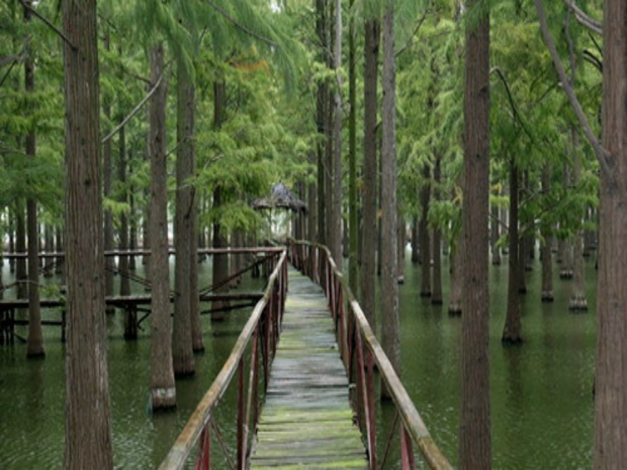 武汉市新洲区涨渡湖湿地自然保护区