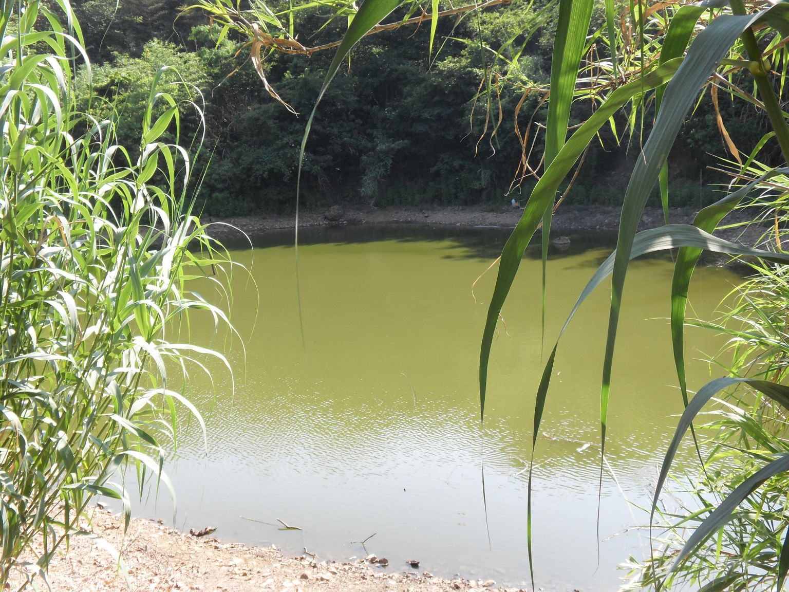 陈家岙水库