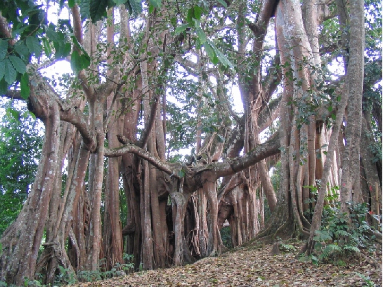 盈江县榕树王景区