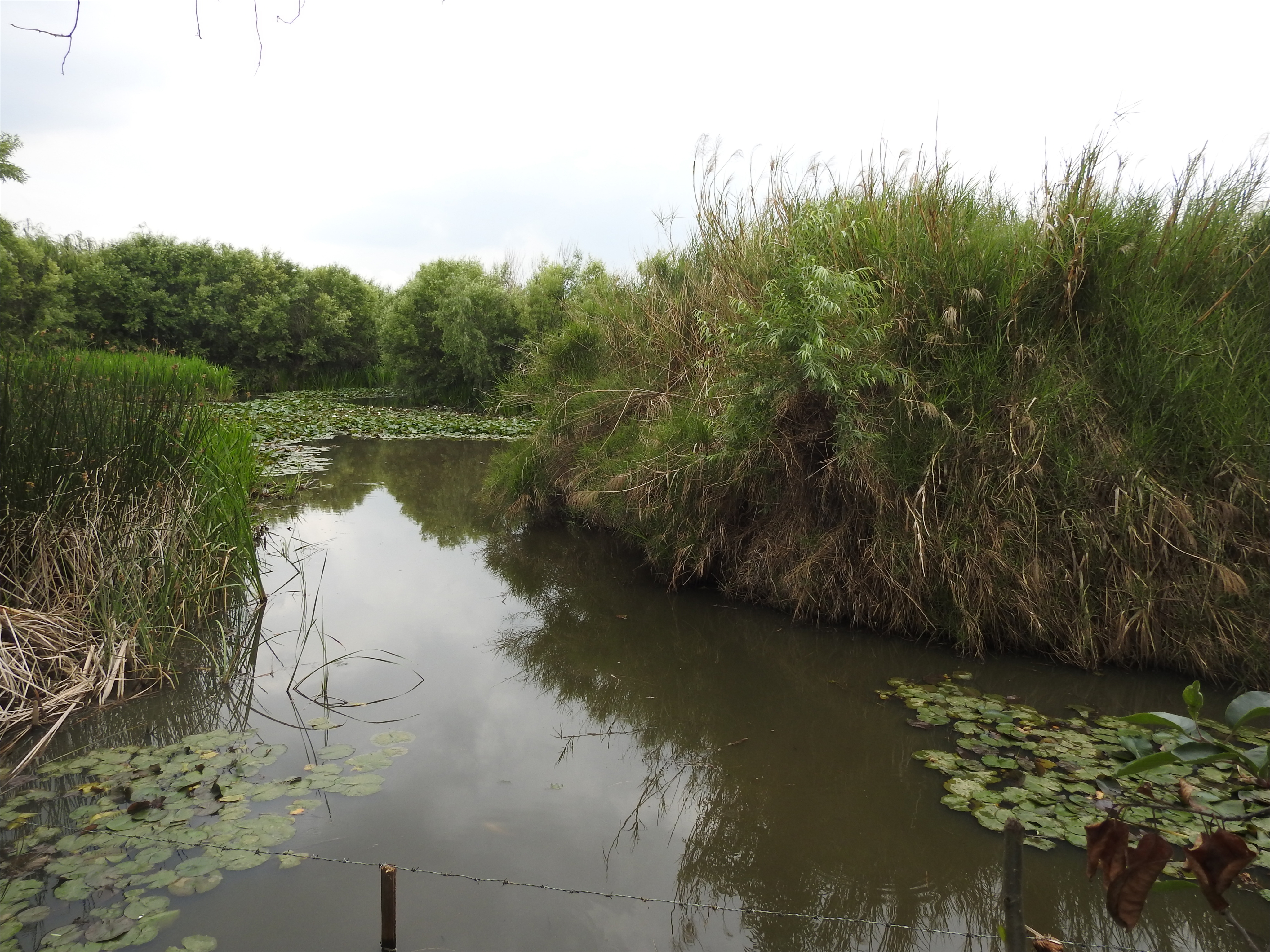 船房河入湖口湿地公园