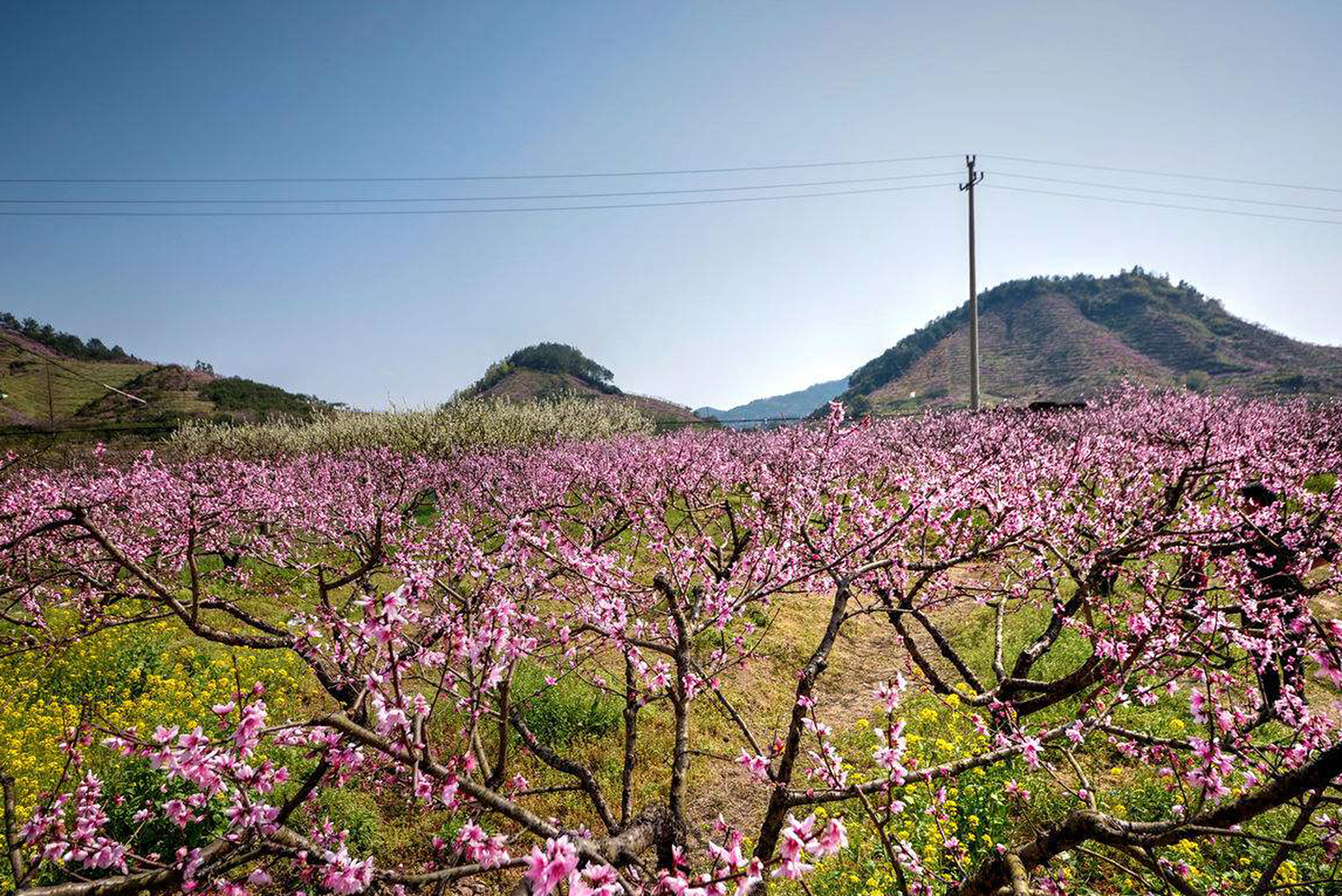 十里桃花岭