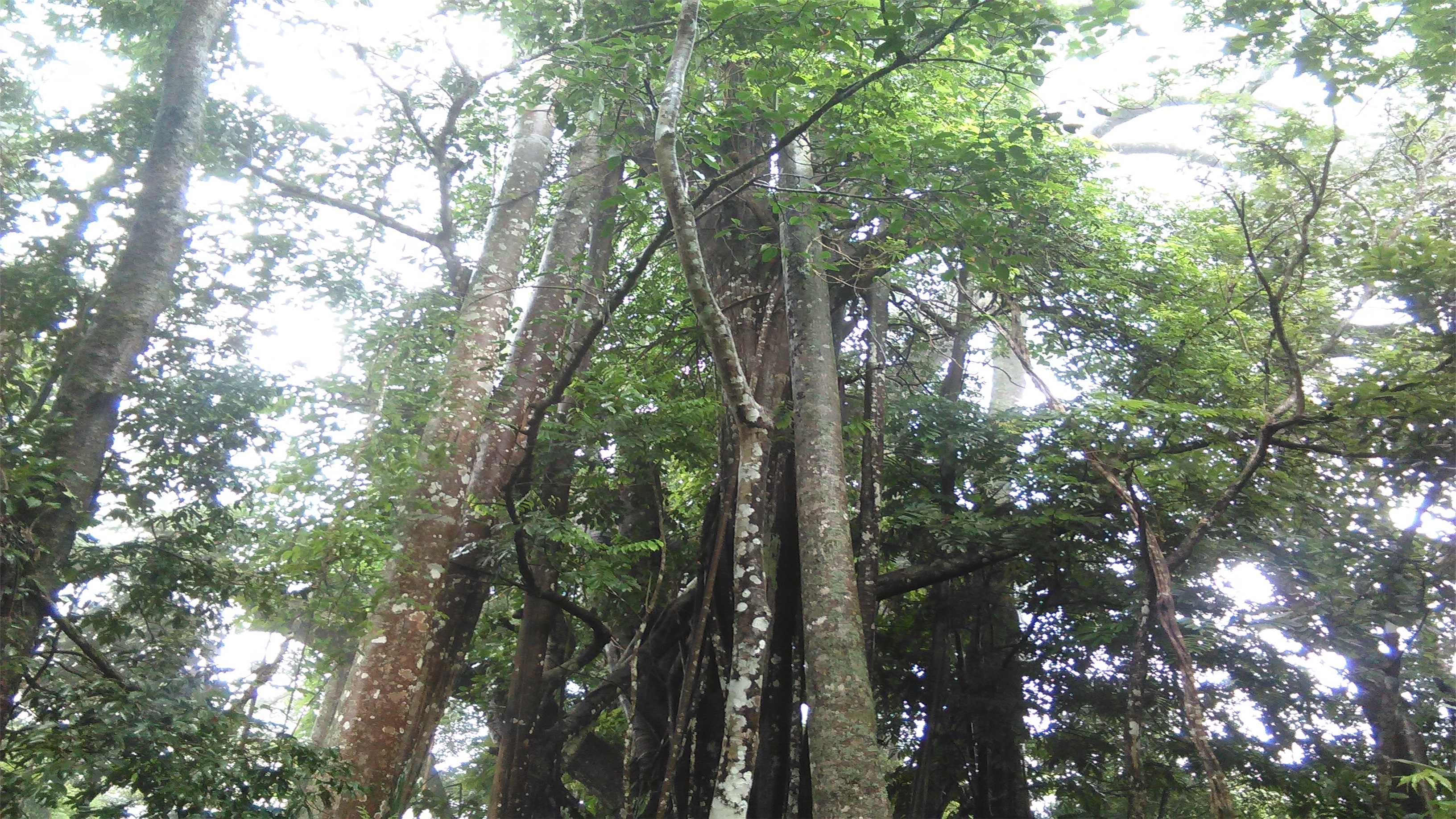 班文独树成林风景区