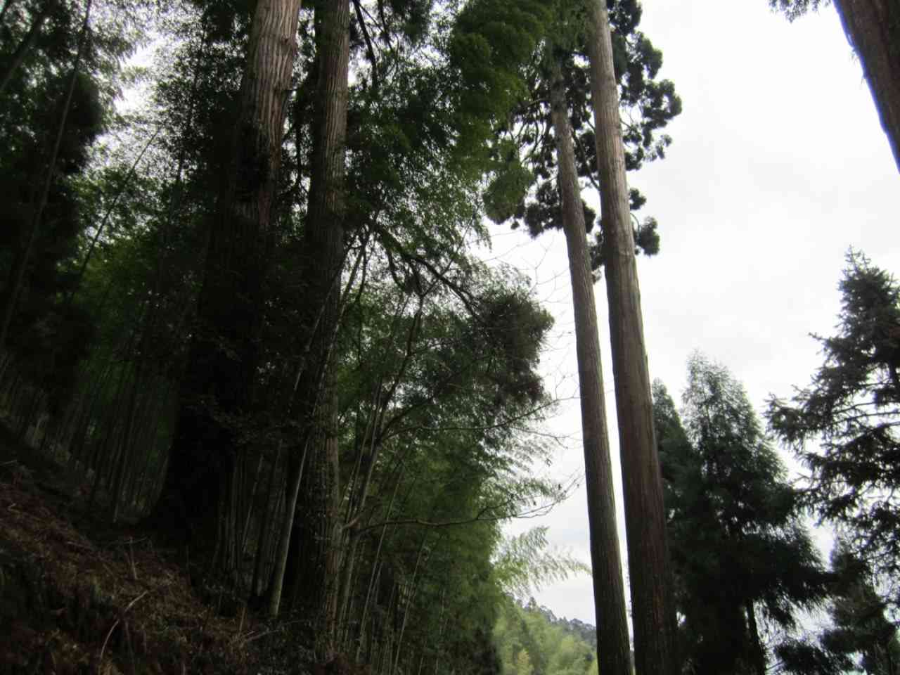 上地村柳杉群