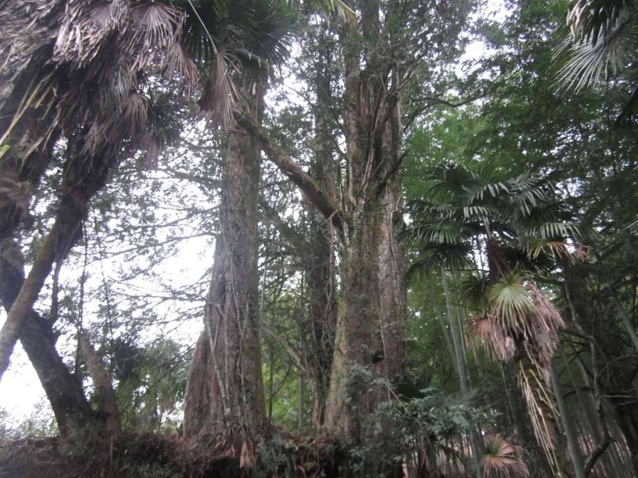 山头村古树群