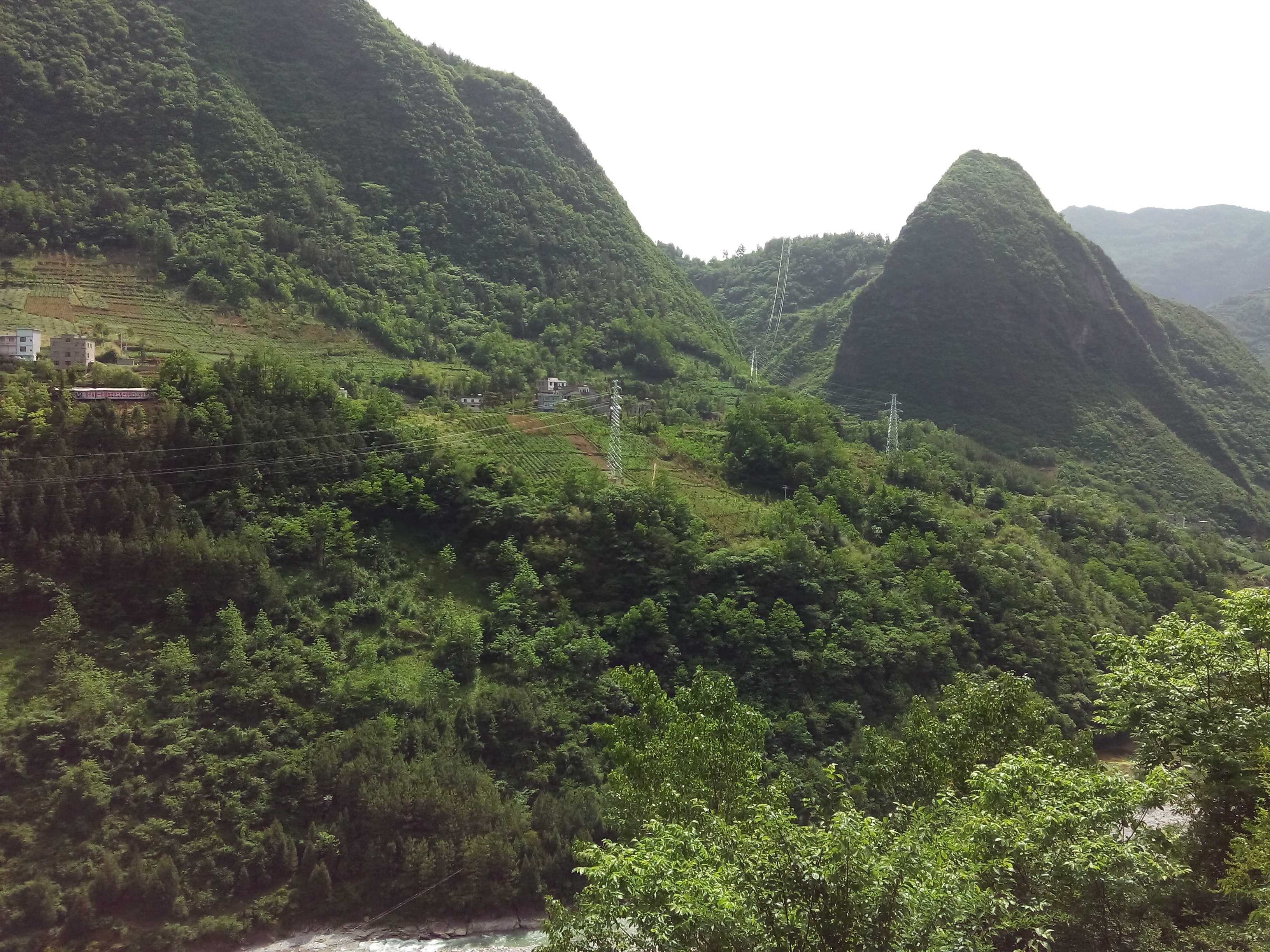 明安村香水梨园