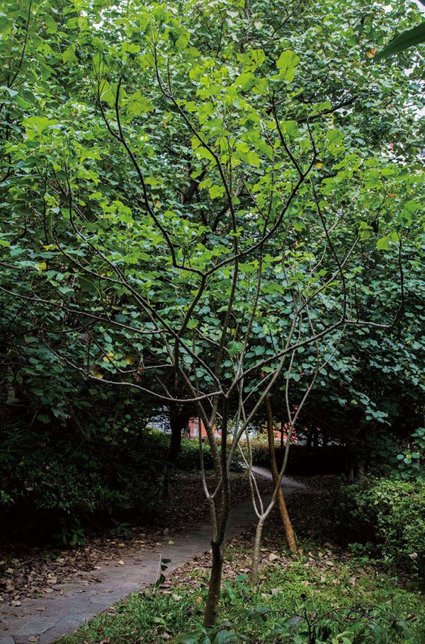 麻风树植做园景树