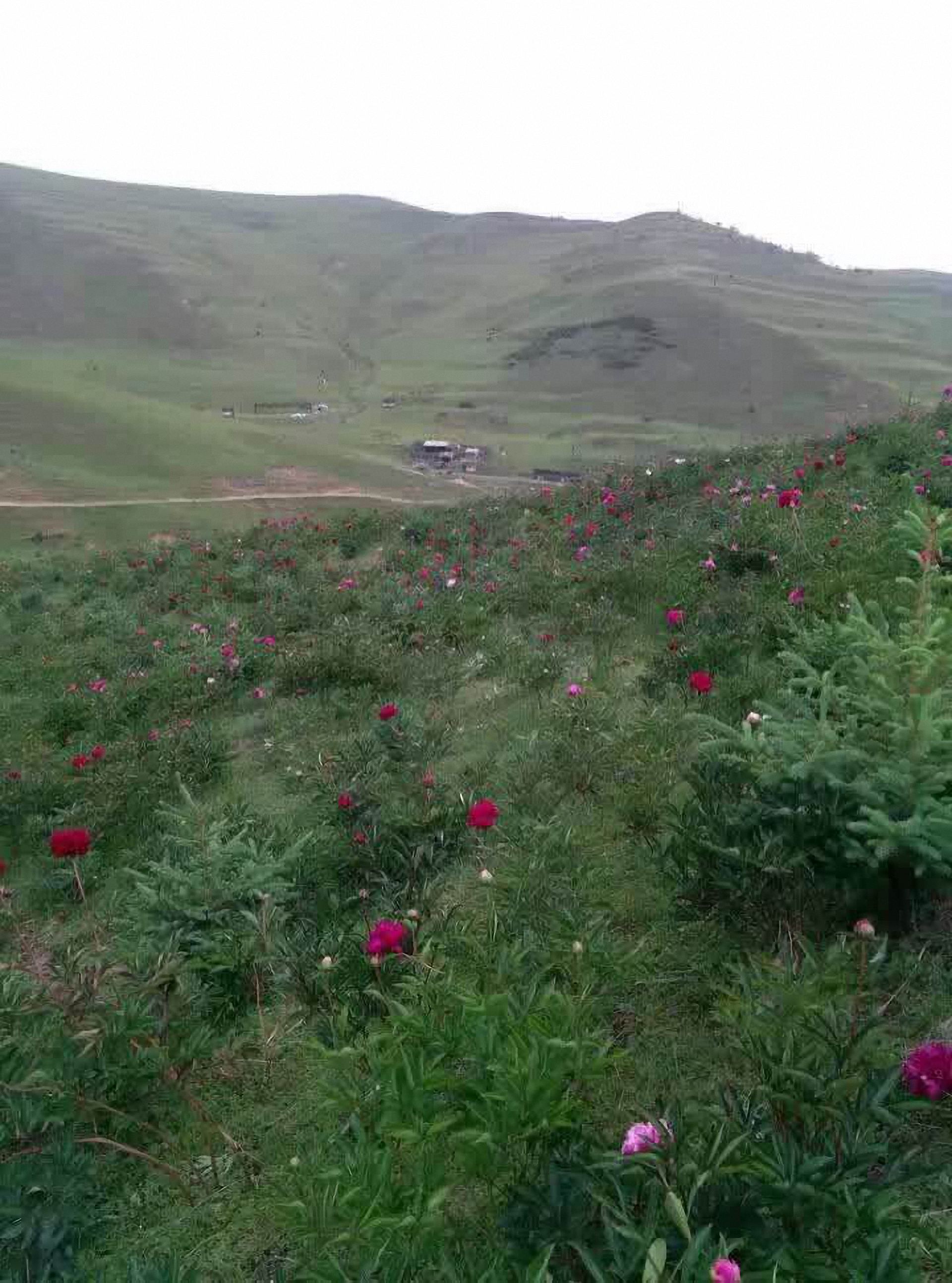 忠和村百兴山庄