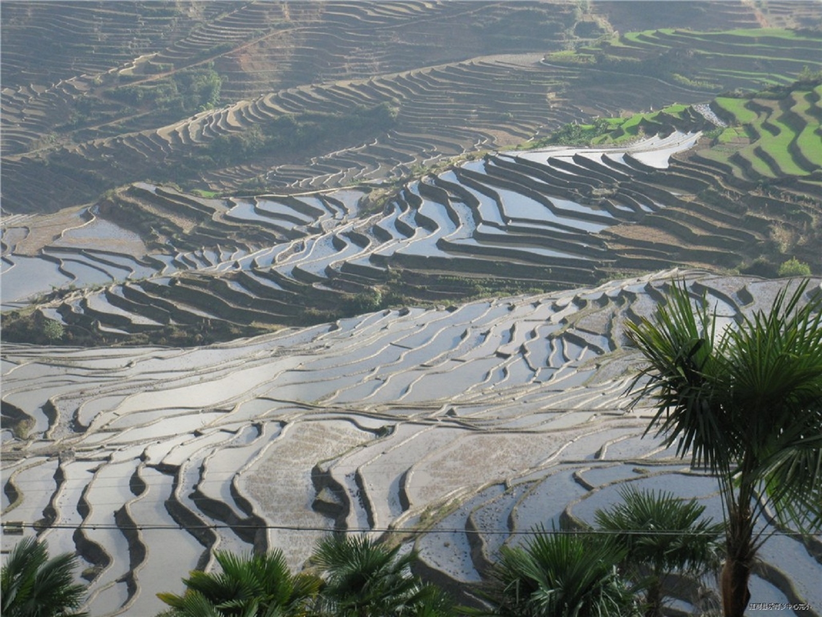 规东尼美梯田风景区