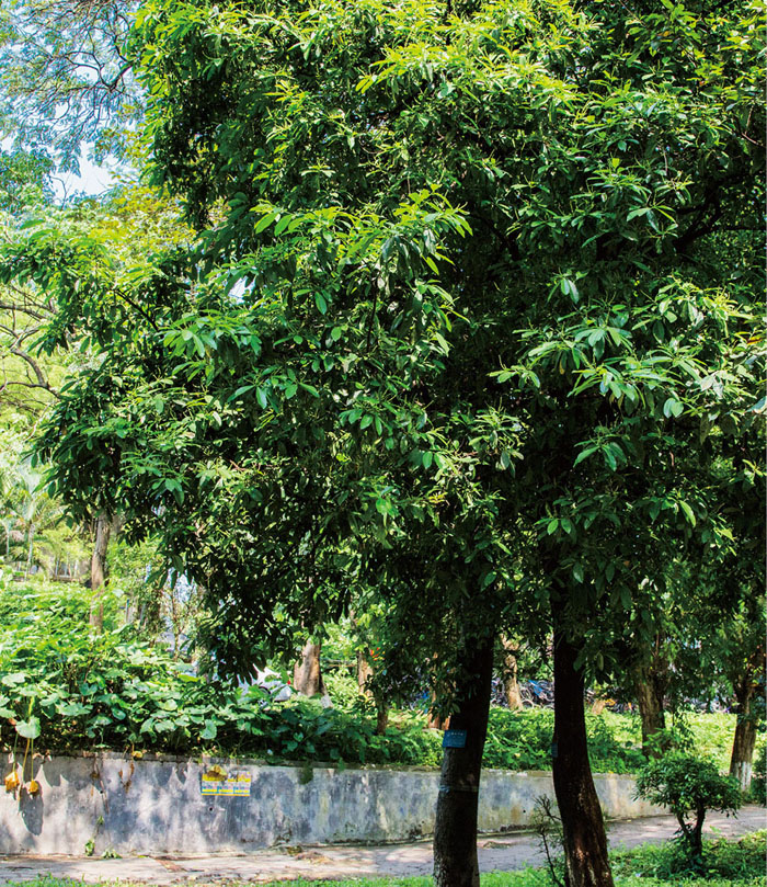 五月茶植做园景树