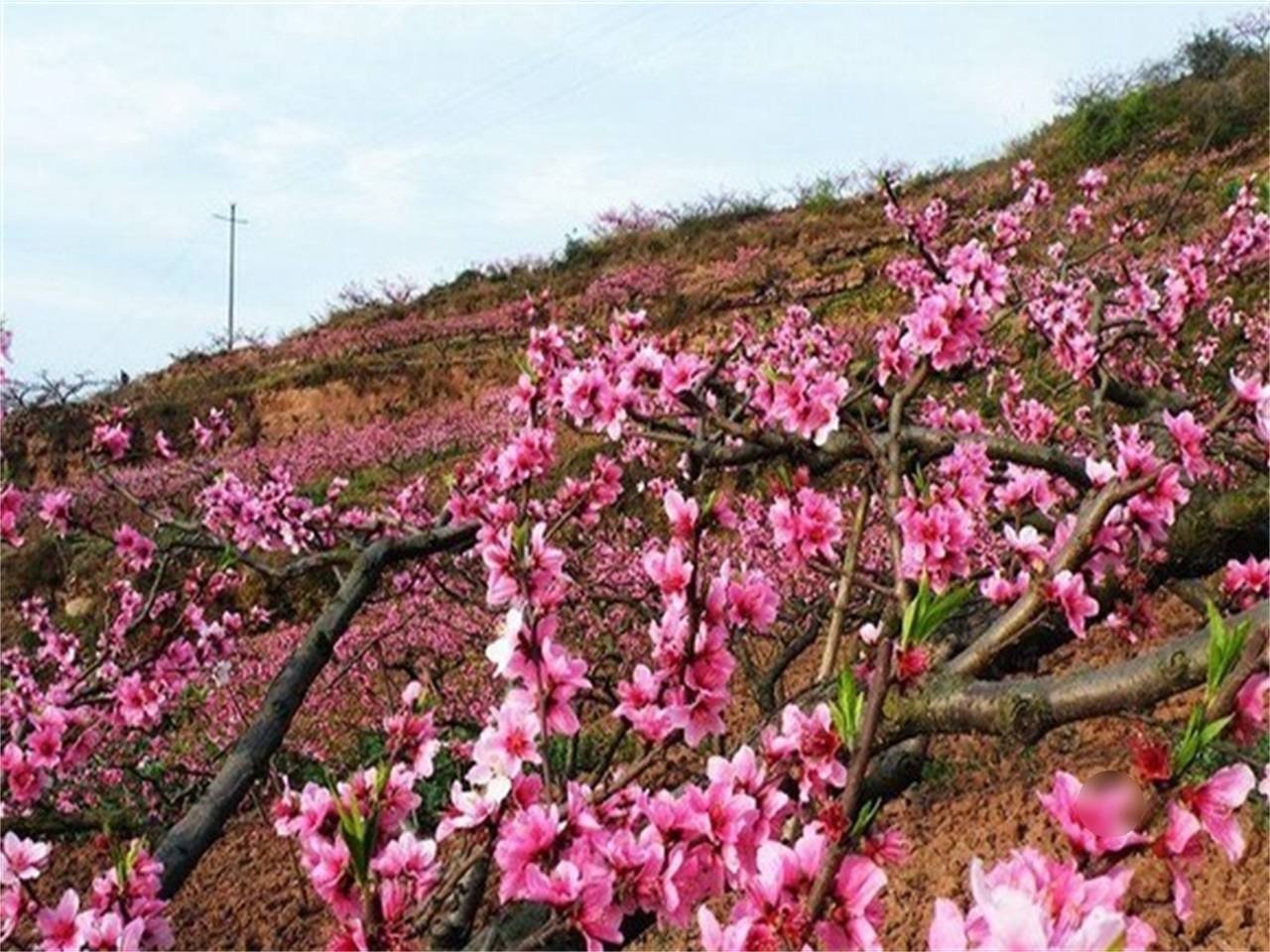 桃花沟