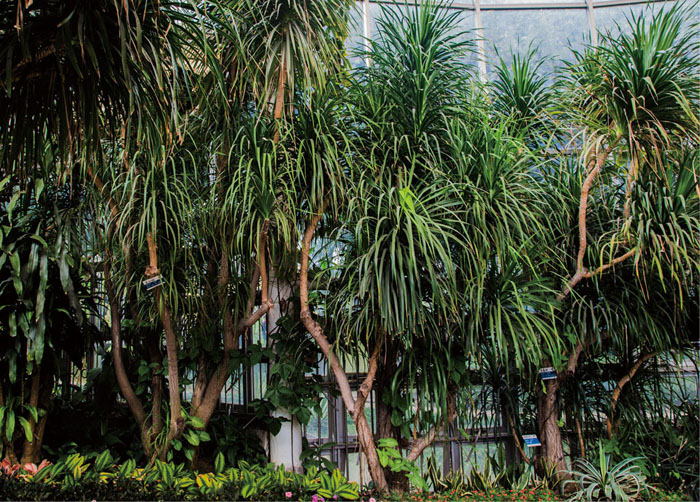 龙血树植于温室